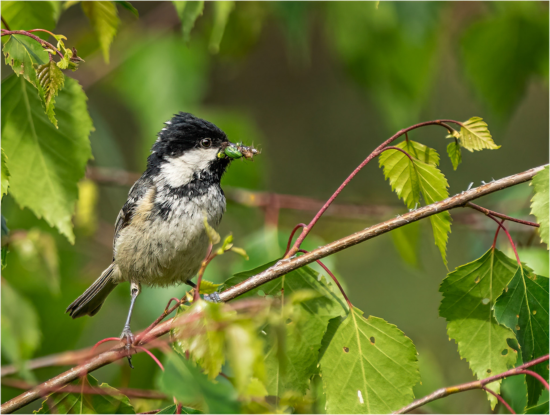 Coal Tit