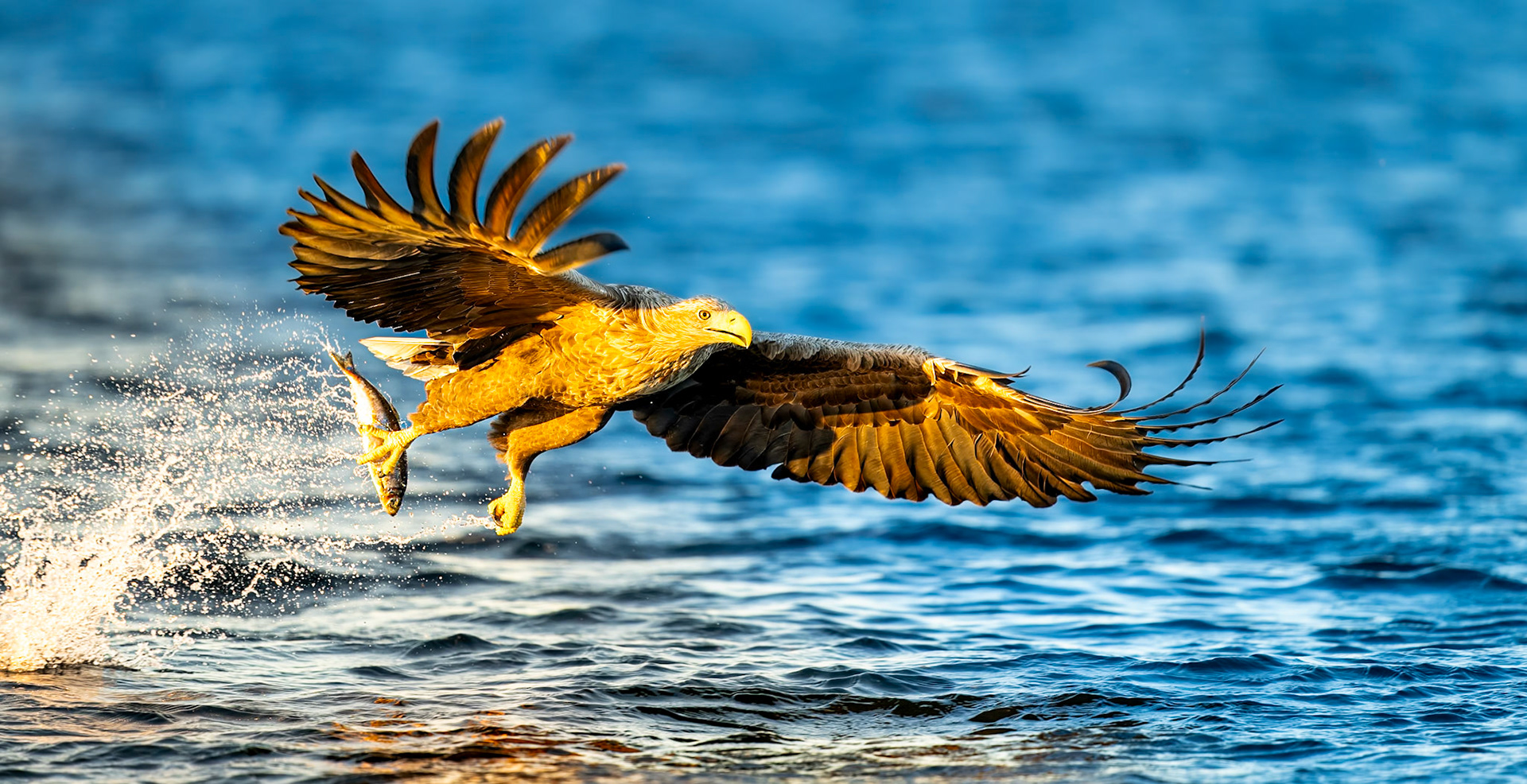 Sea Eagle catch