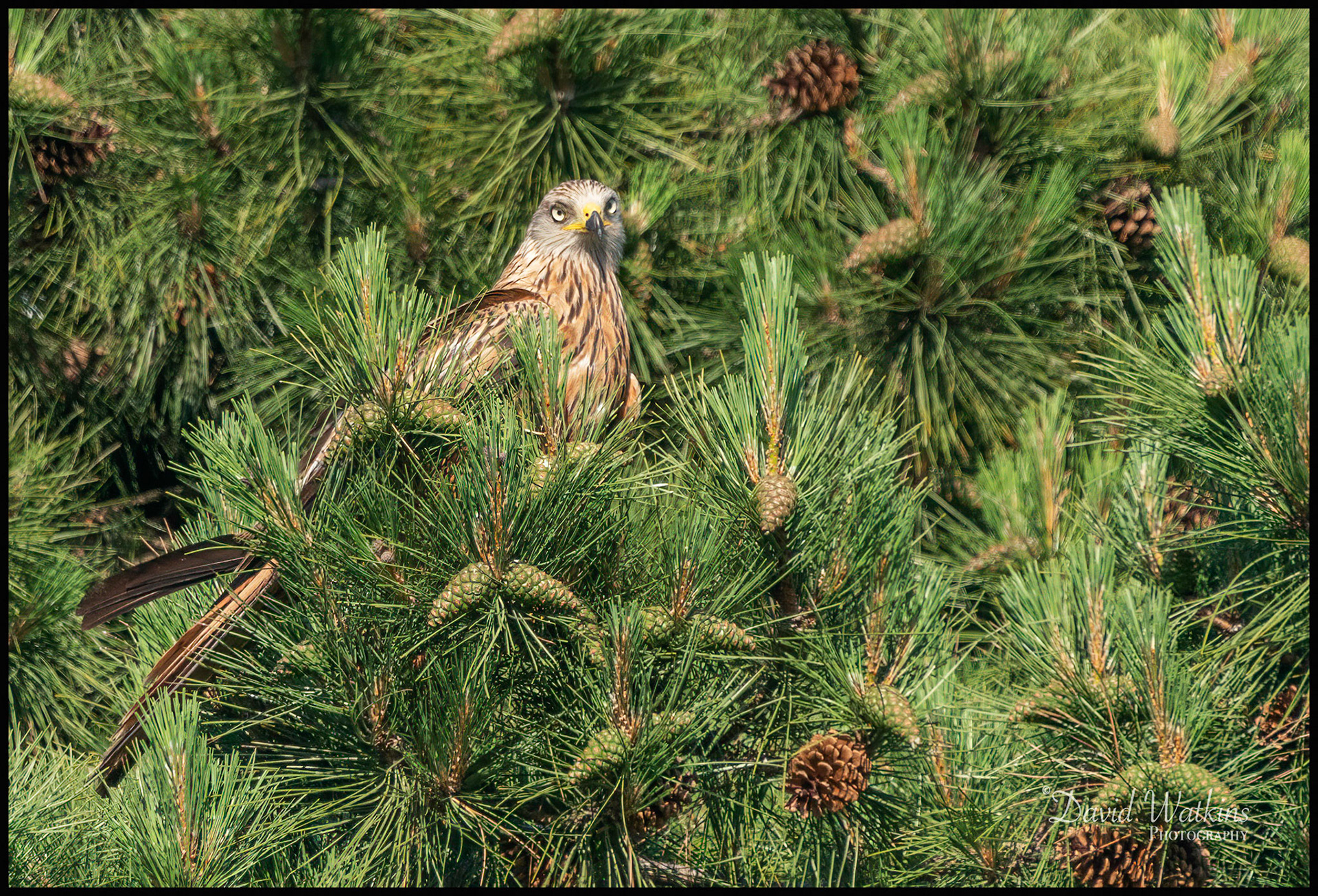 Red Kite