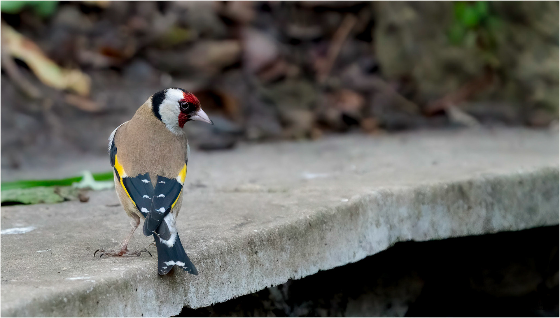 Goldfinch