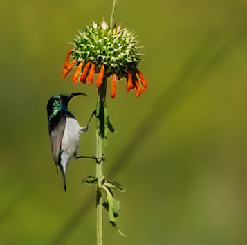 White-bellied Sunbird