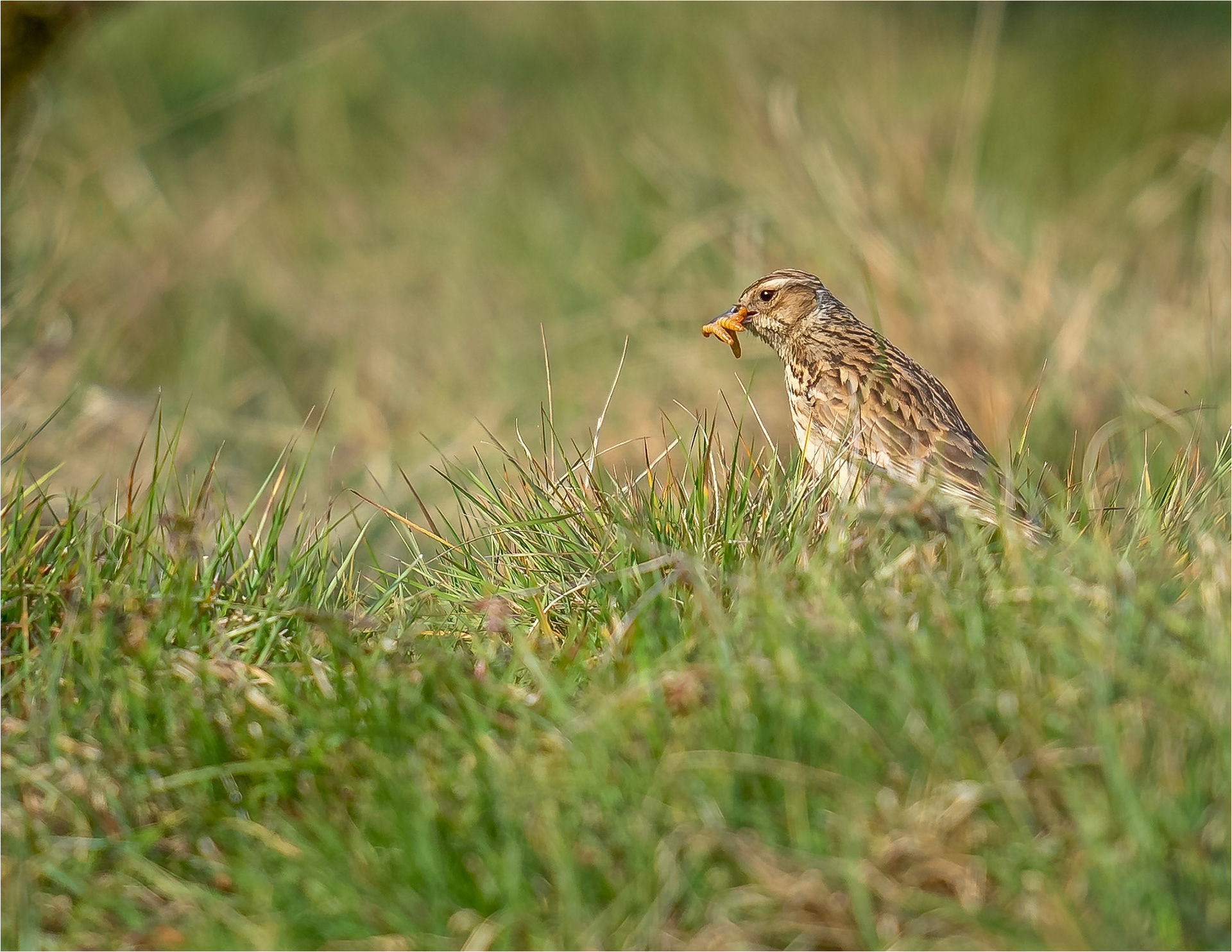 Woodlark