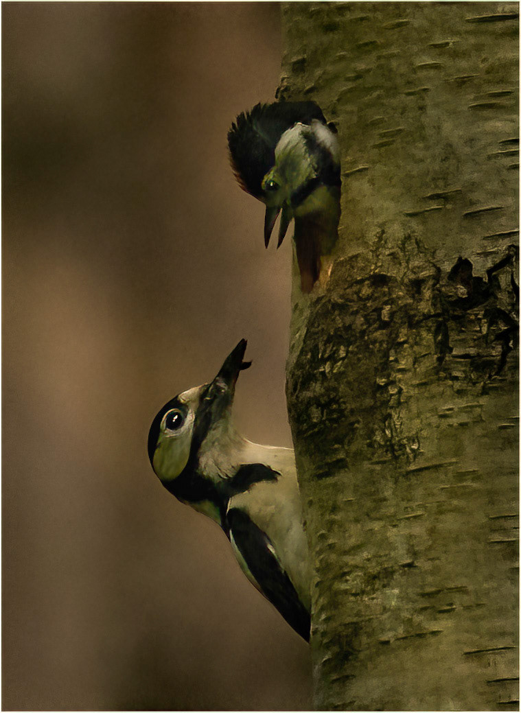 Feeding time