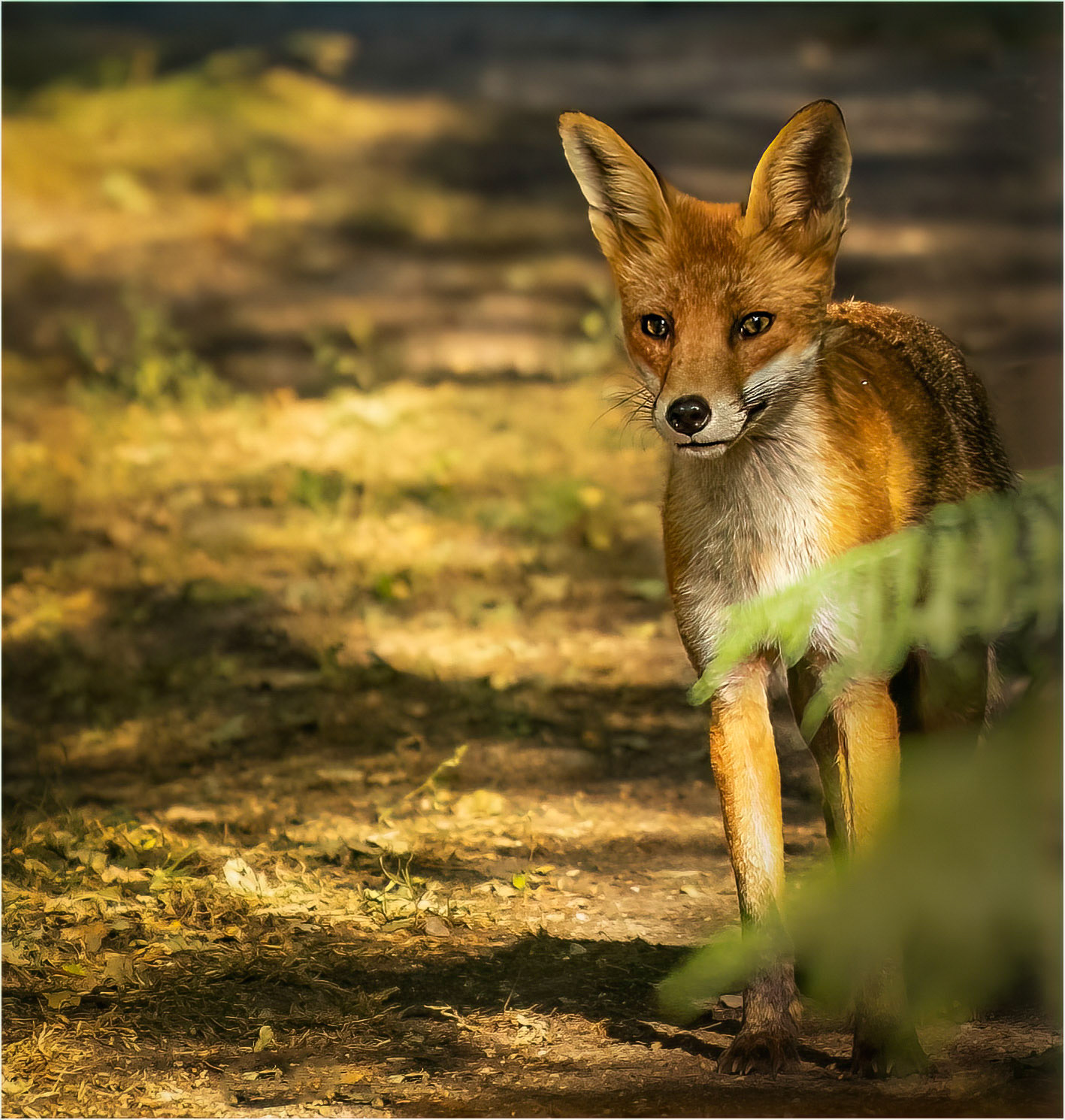 Fox
