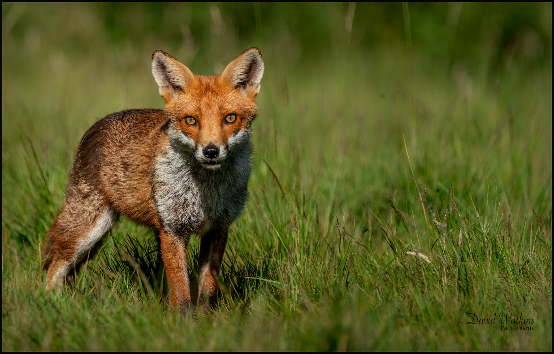 Focused Fox