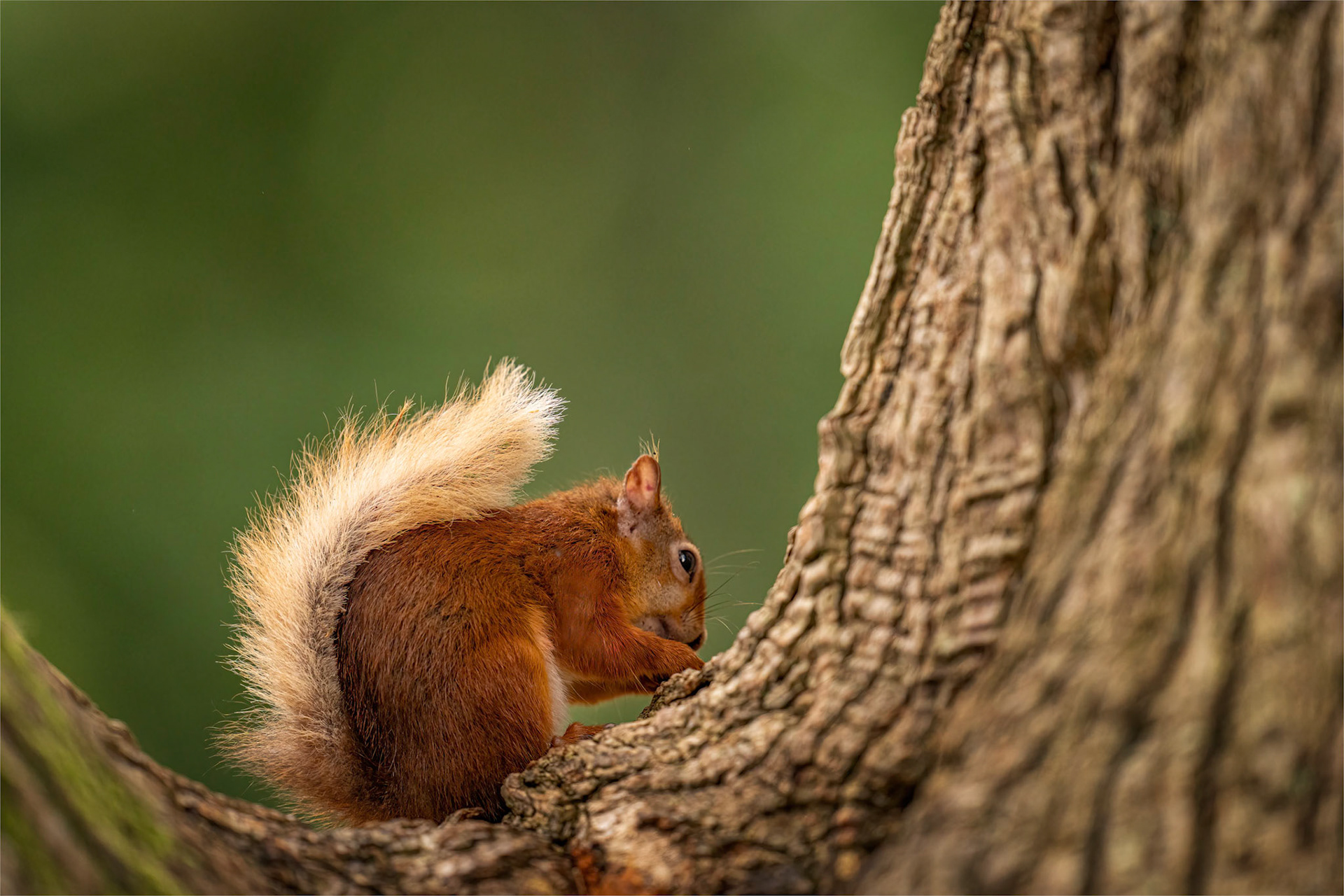 Juvenille red squirrel