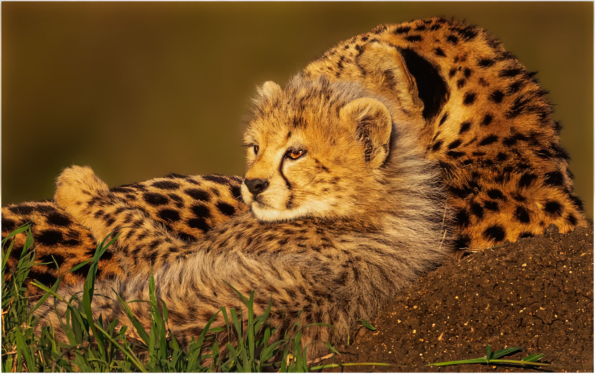 Tenderness