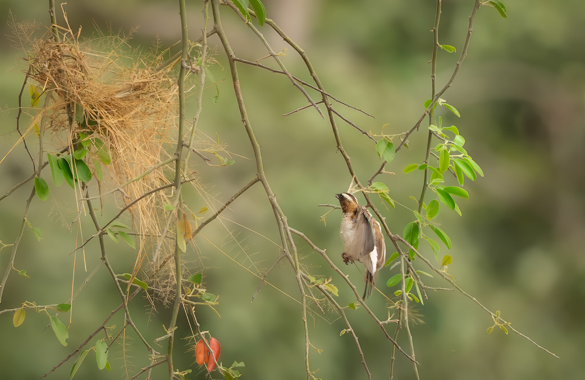 White browned sparrow weaver