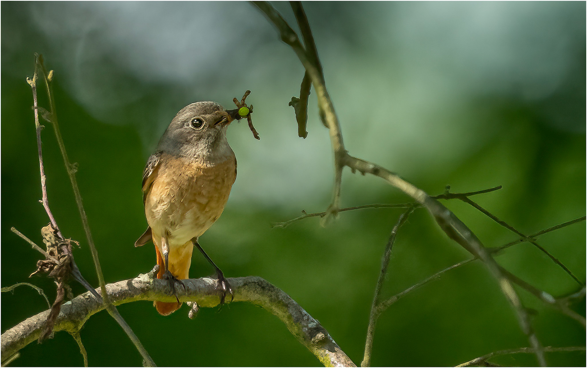 Female Redstart food shopping