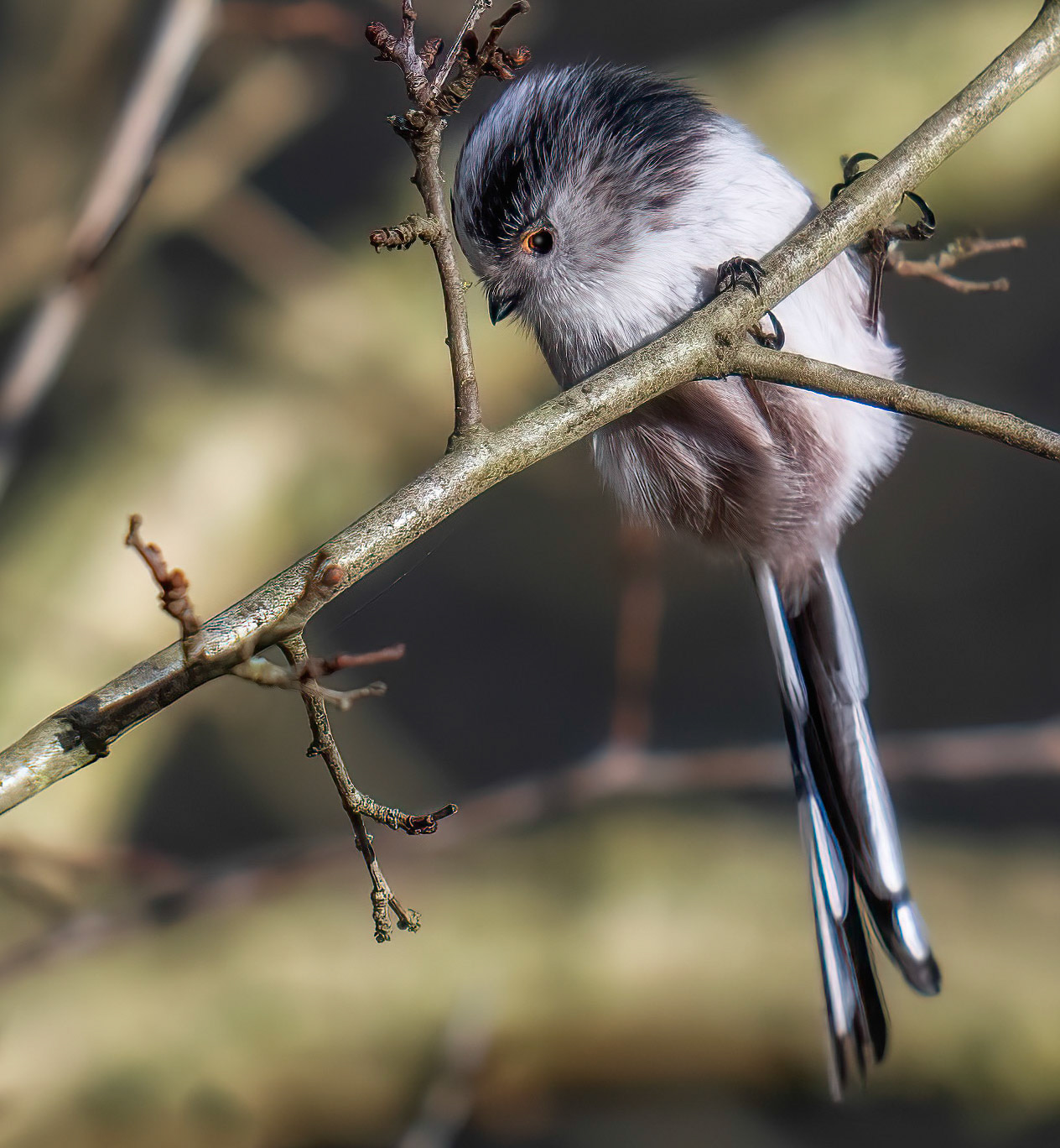 Long tailed tit