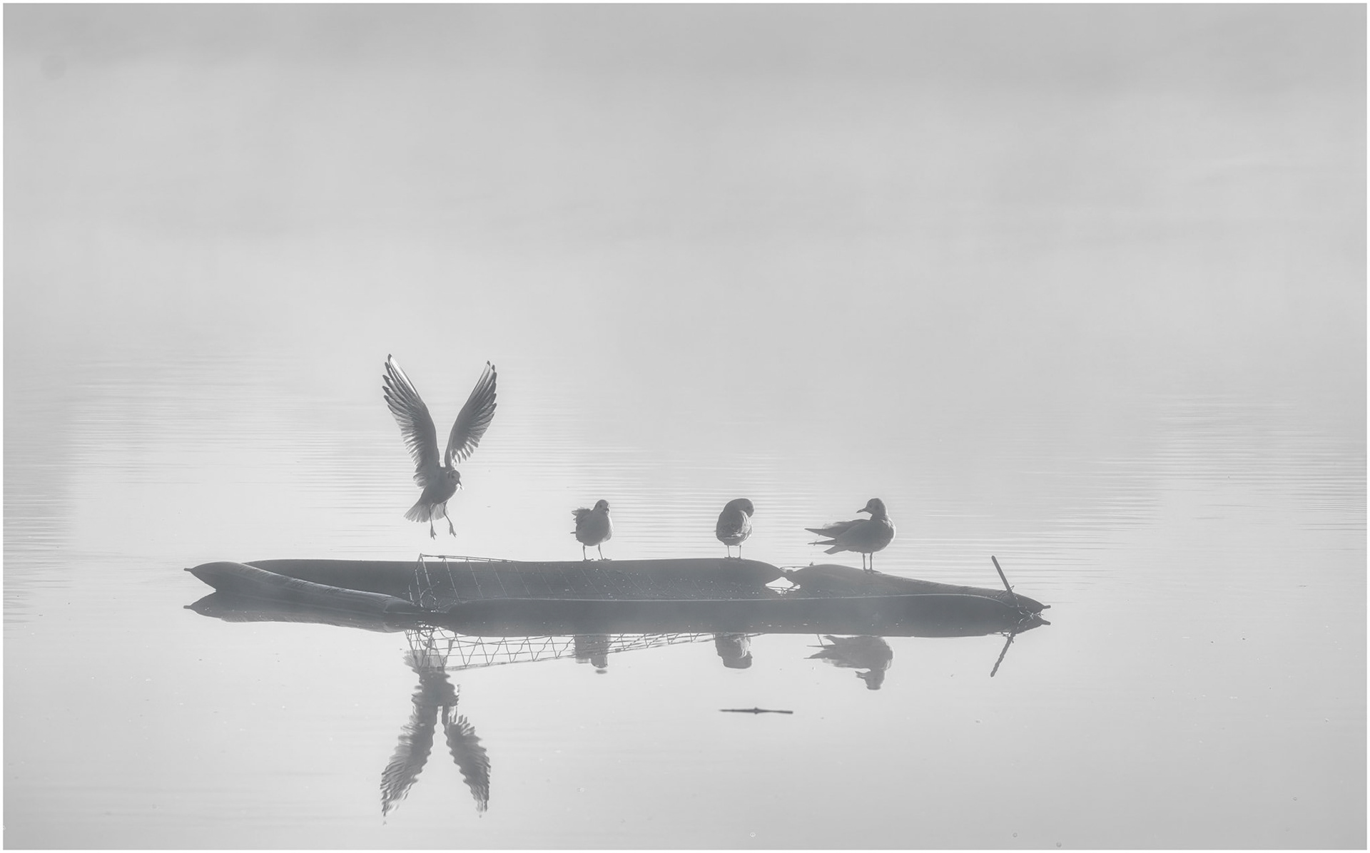 A misty morning at Penn Lake