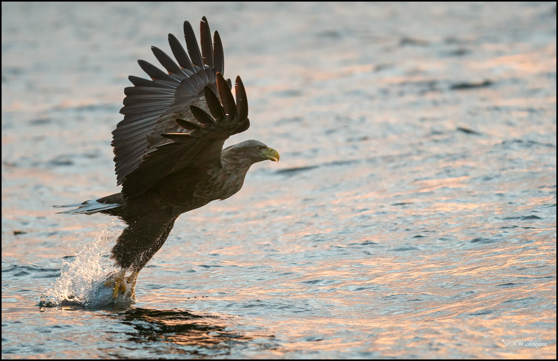 Sea Eagle