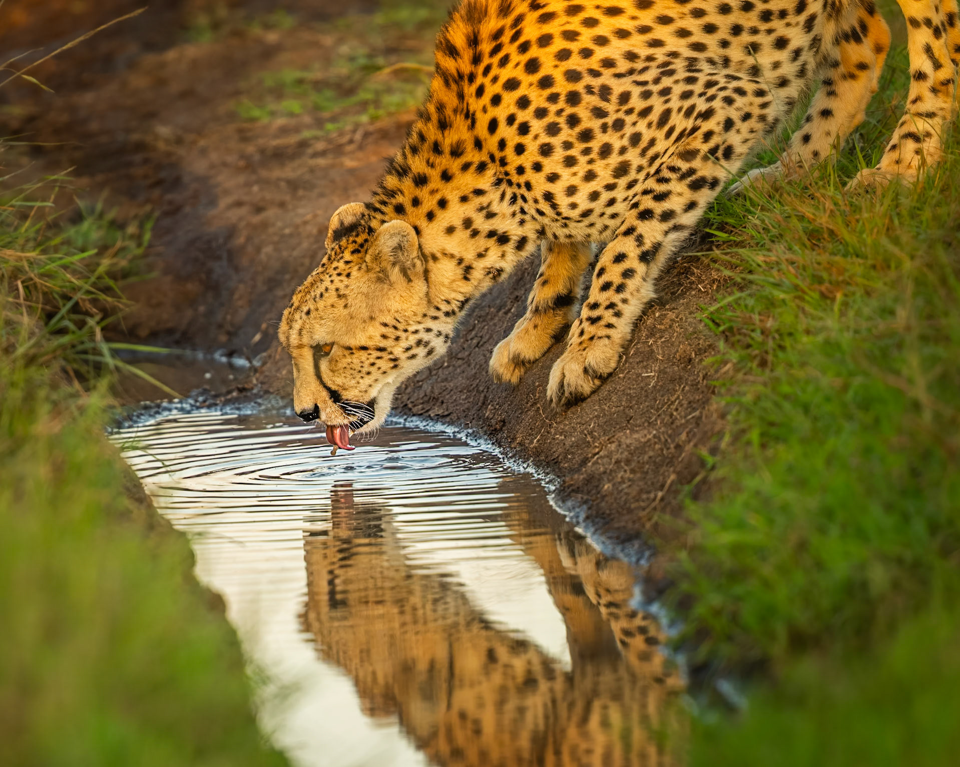 Taking a drink