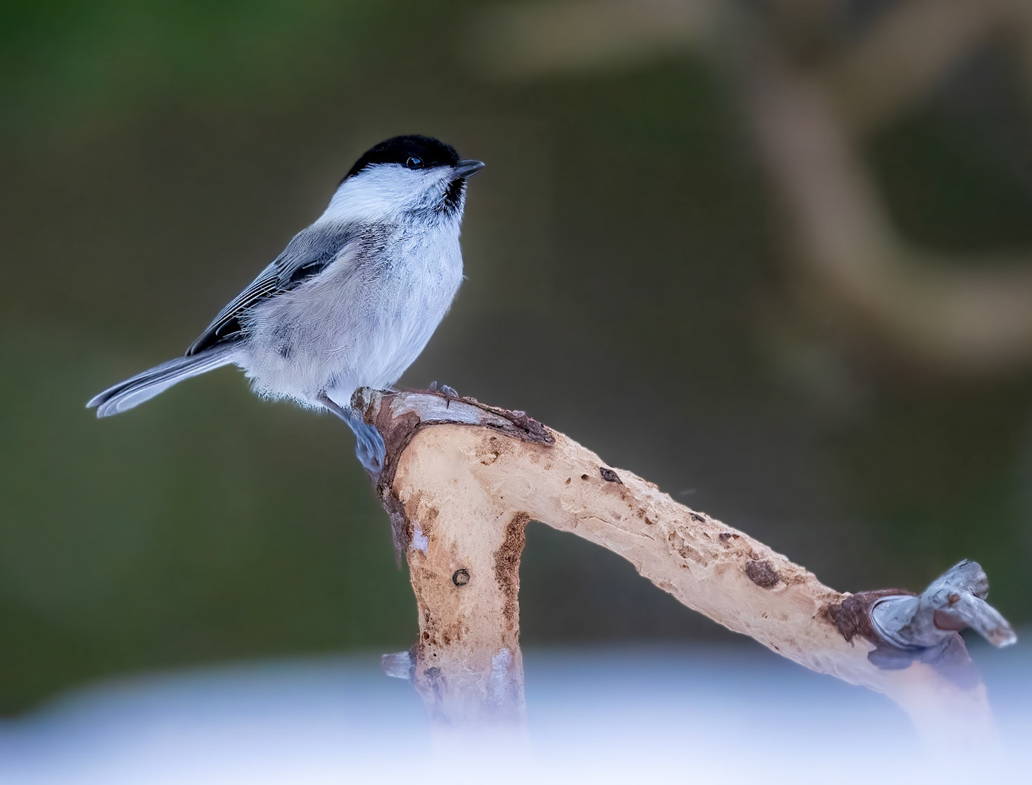 Williw Tit on perch