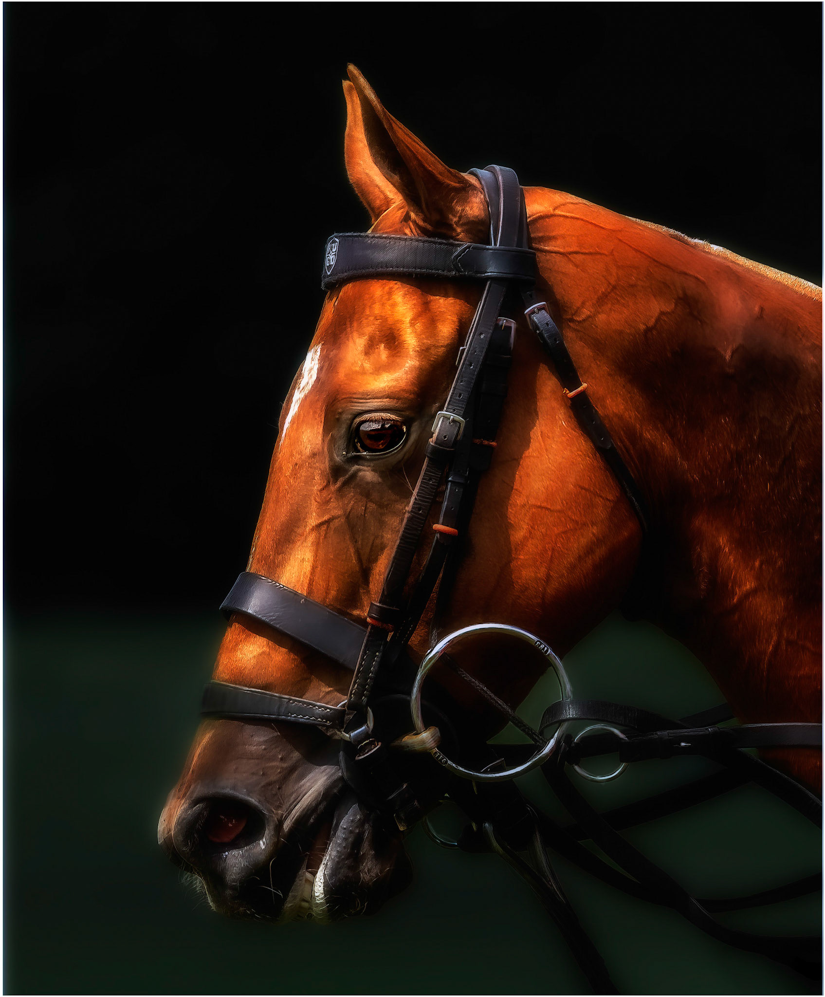 All tacked up