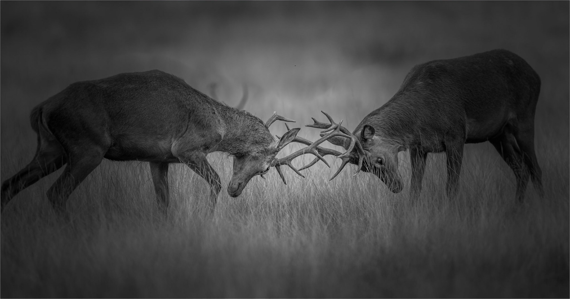 Head to head