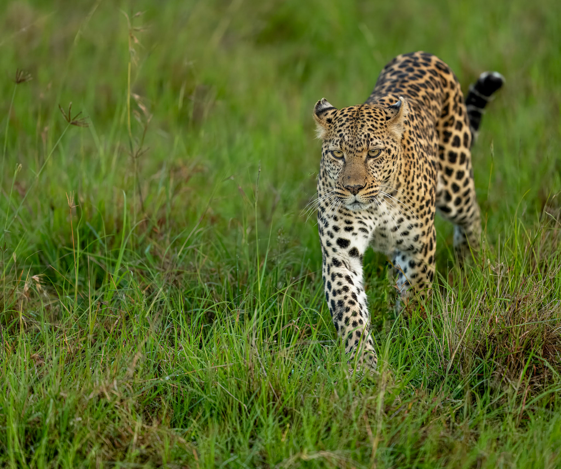 Leopard