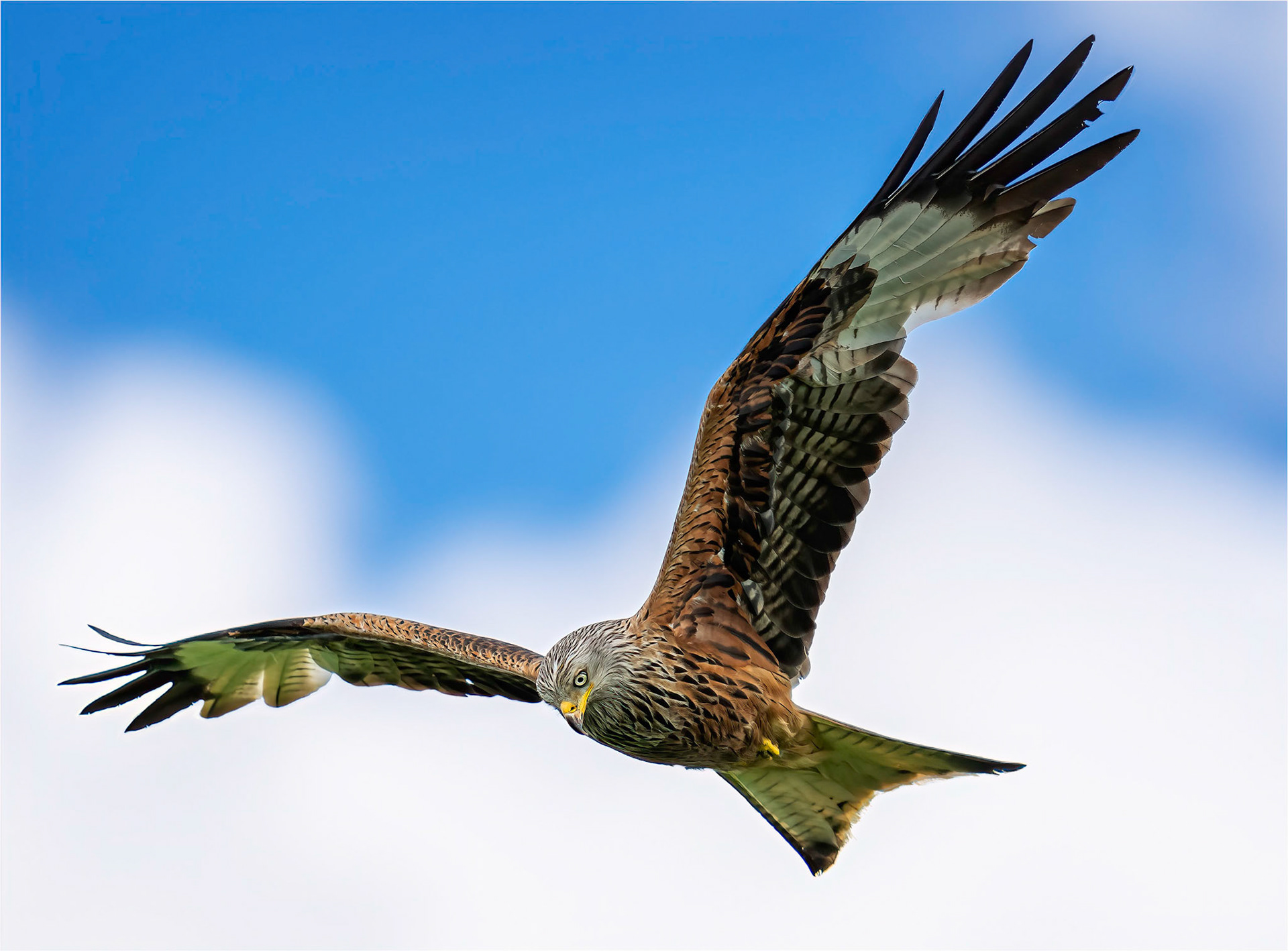 Red Kite Hunting
