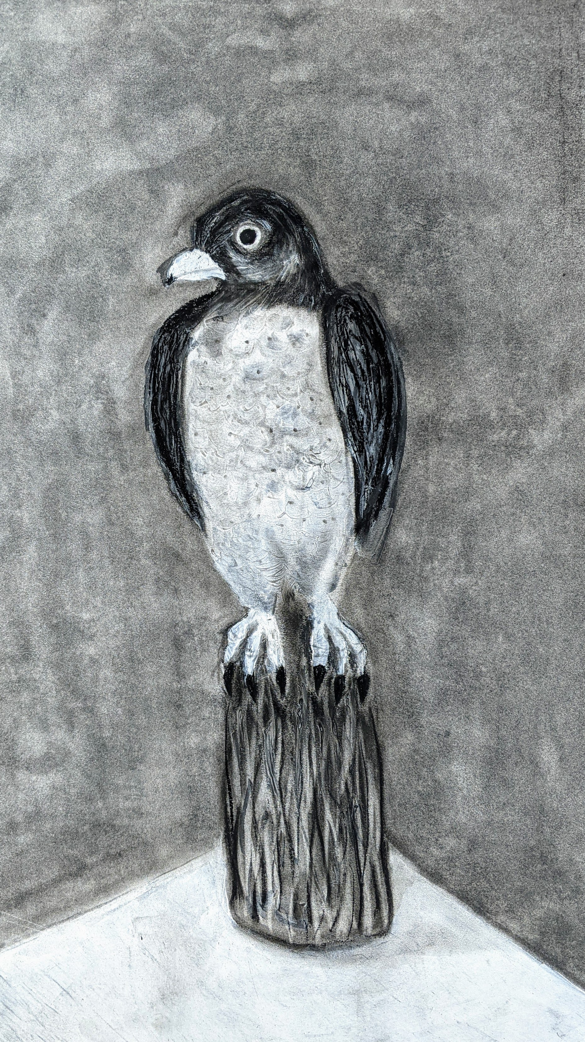 Hawk, Charcoal & Acrylic, 2021