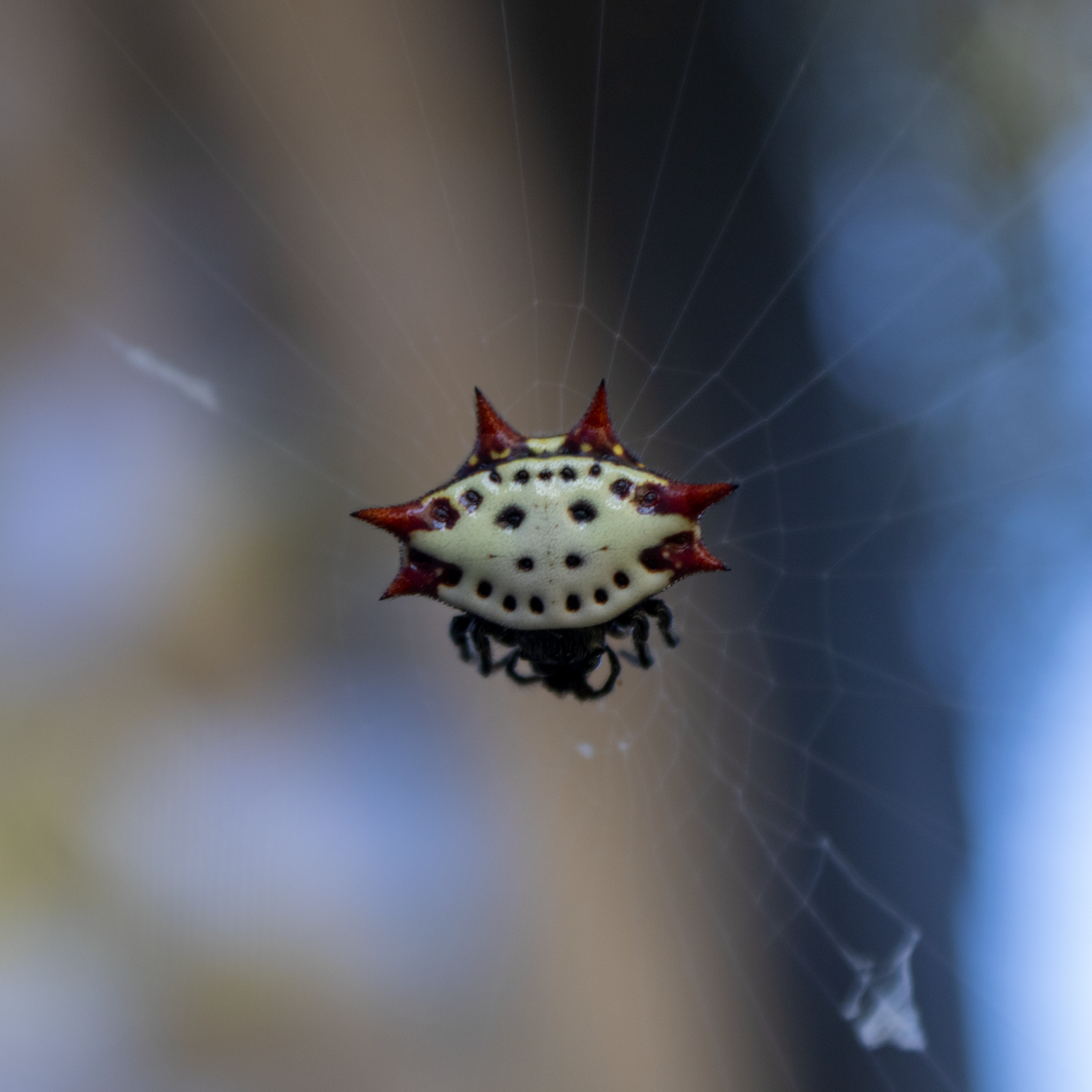 Crab Spider, March 2022