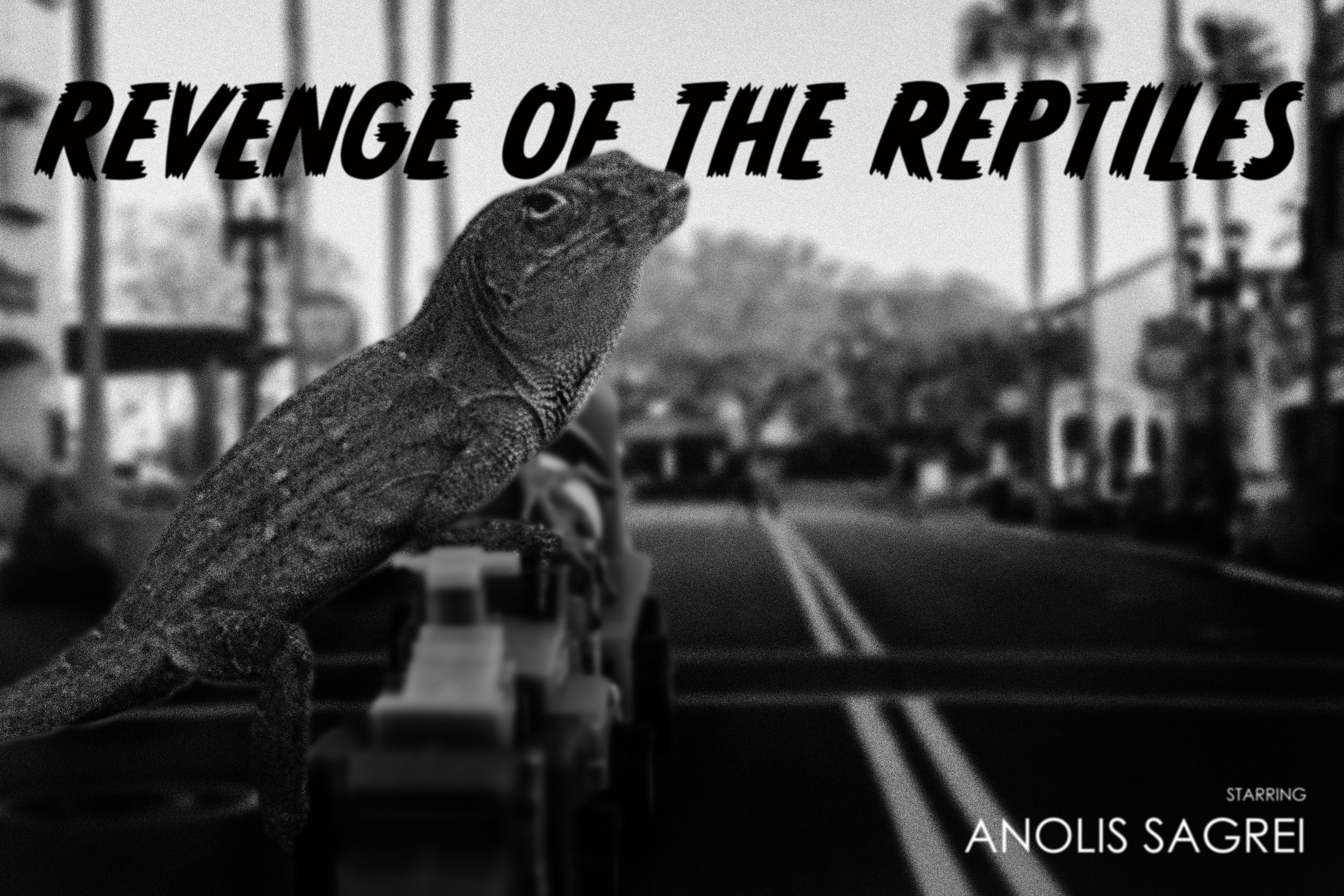 Revenge of the Reptiles / Anolis Sagrei