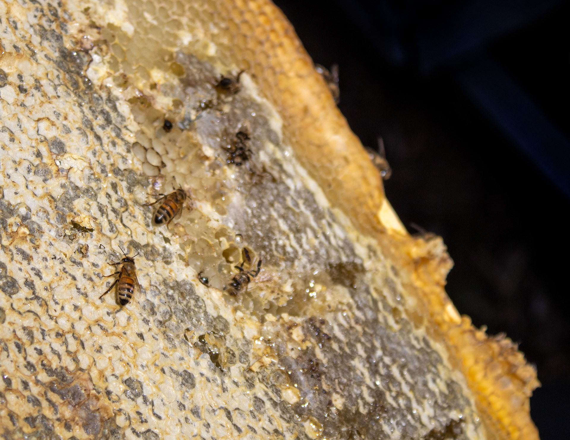 Honeycomb, April 2022