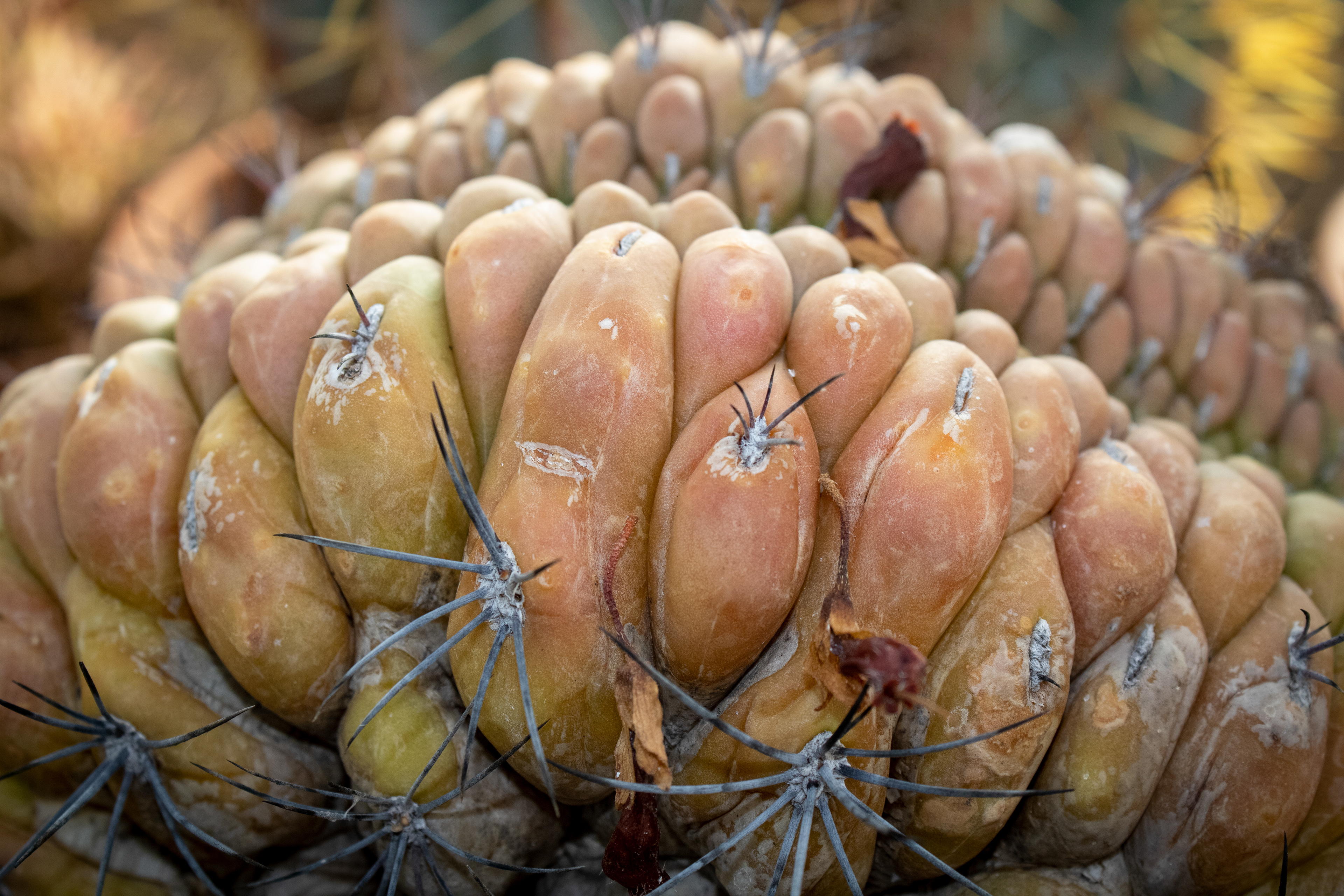 Gymnocalycium Saglionis, February 2023