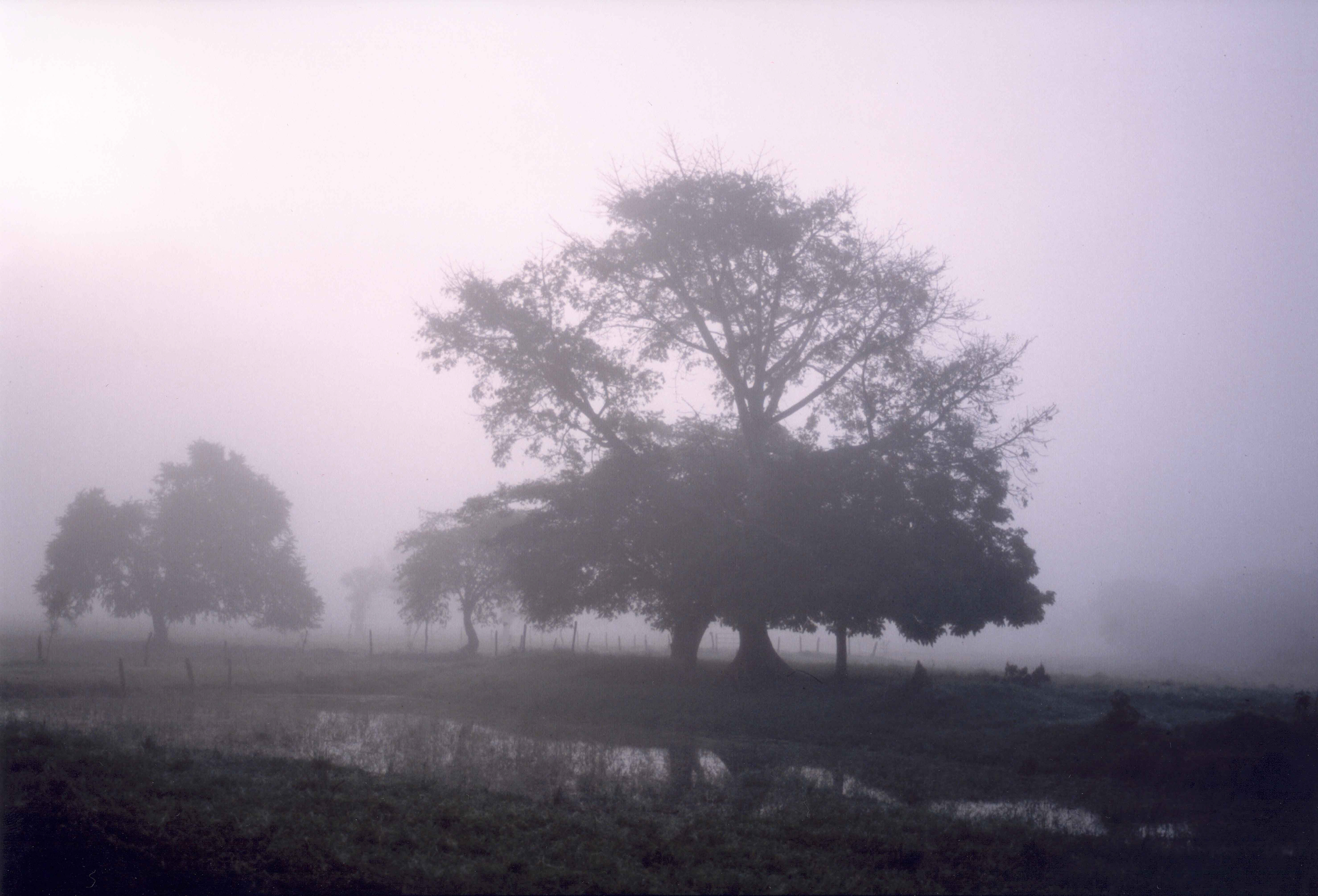 Una mañana con niebla en diciembre. Arroyo, Nacajuca, Minolta HTsi , Maxxum 35-70 mm.