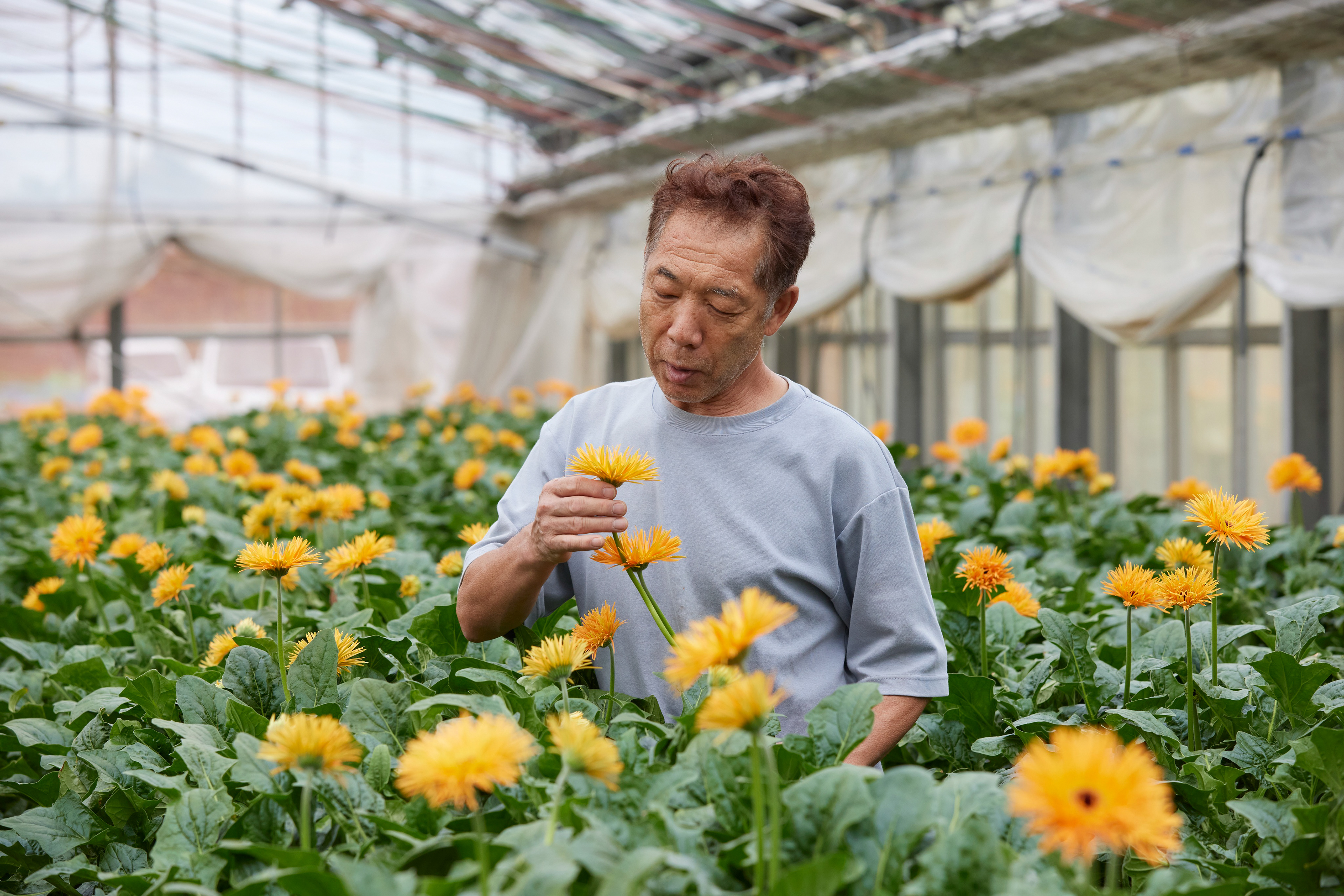 湘南マツキガーベラさま（平塚市）