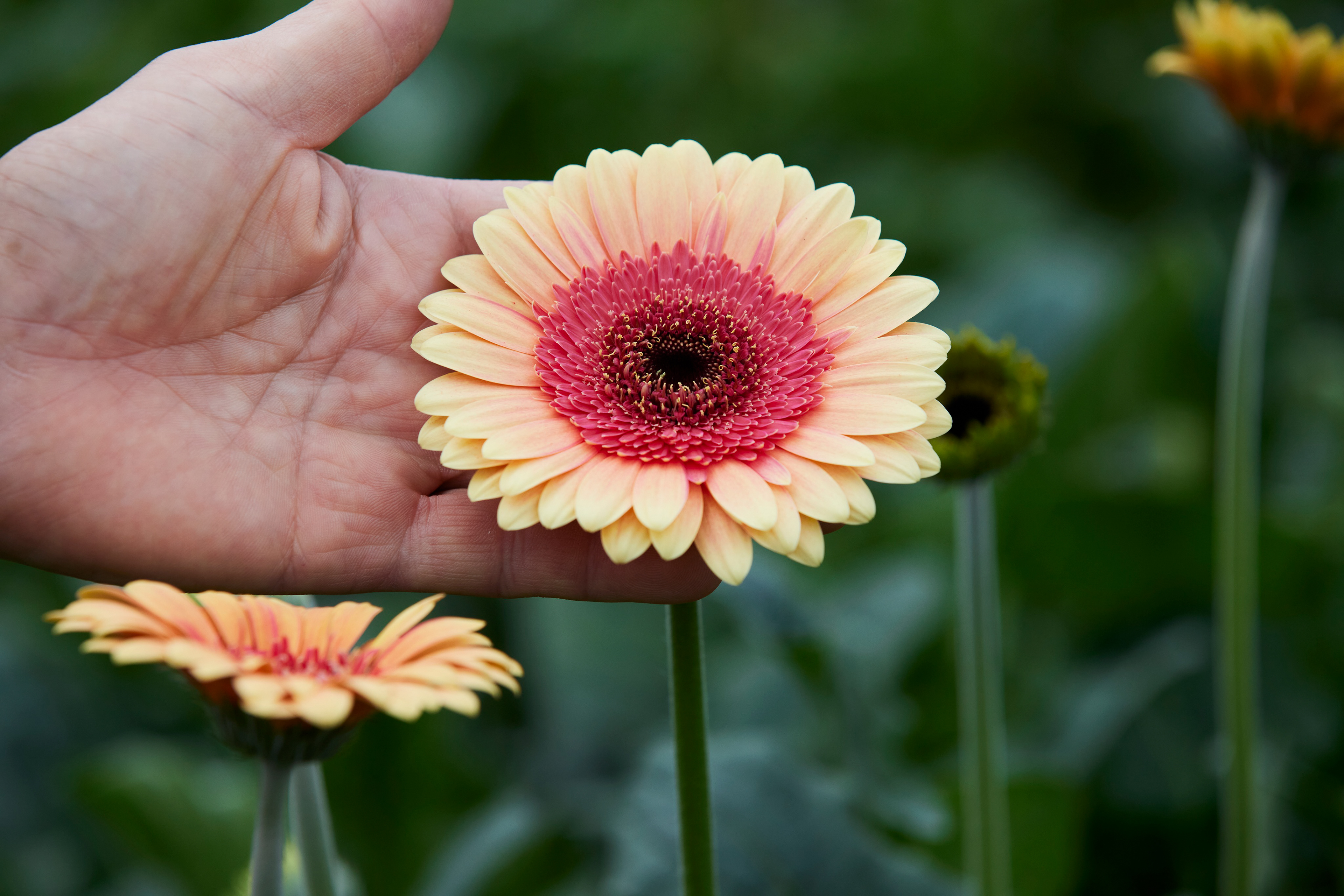 湘南マツキガーベラさま（平塚市）