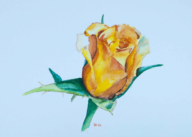 Yellow Rose