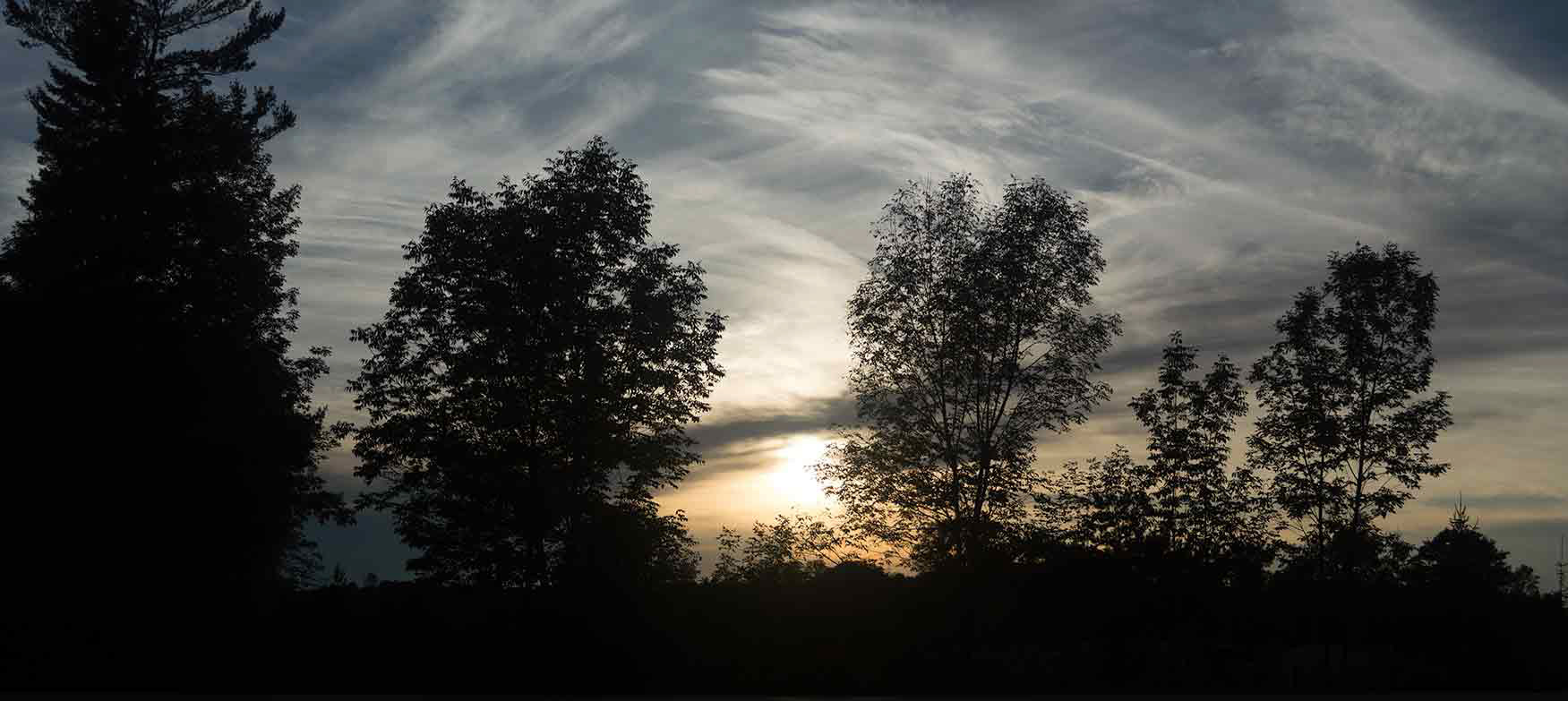 Evening trees