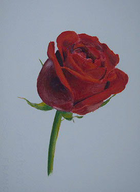 Watercolour Rose