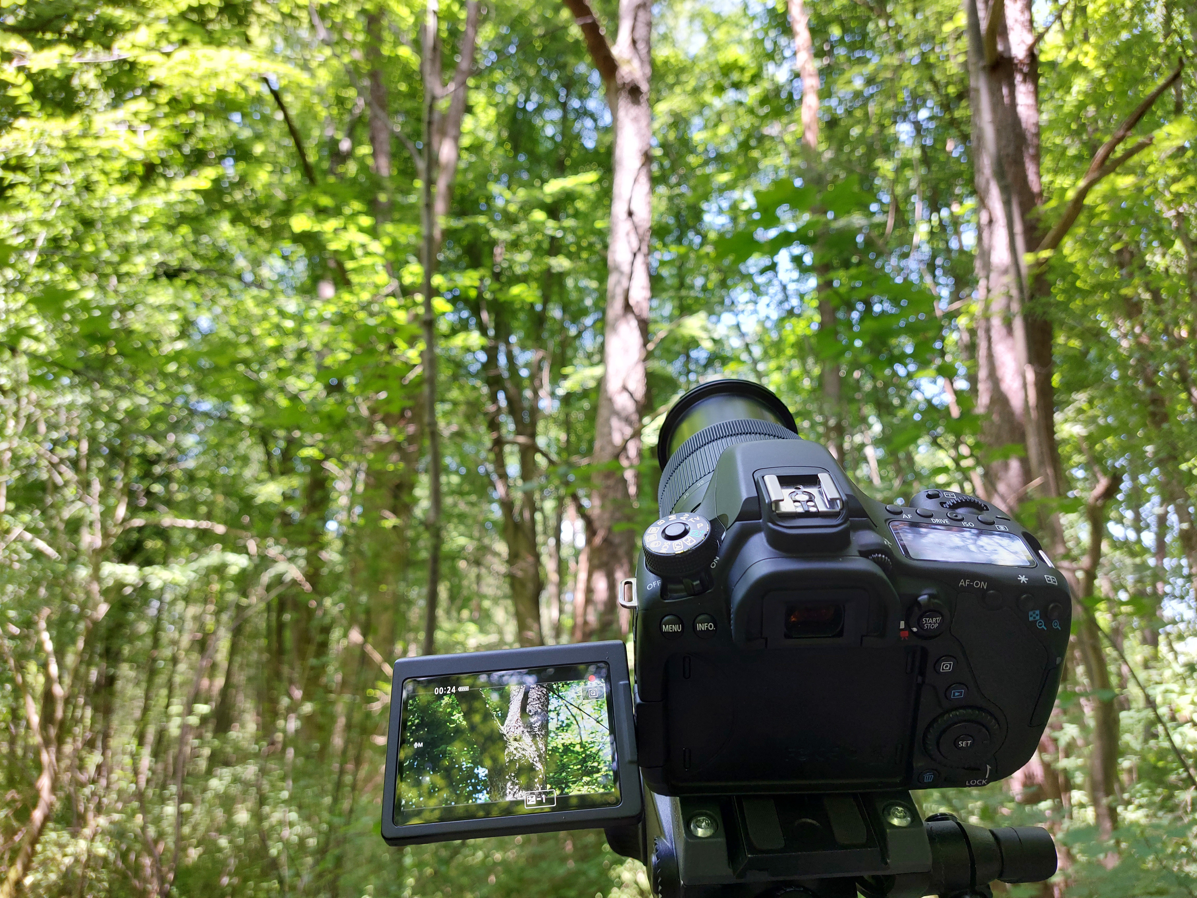 Recordings in the forest