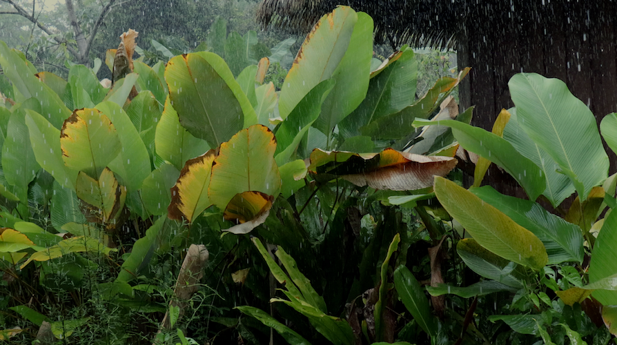 Raining Season