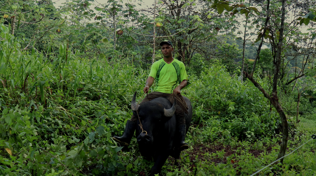 Buffalos