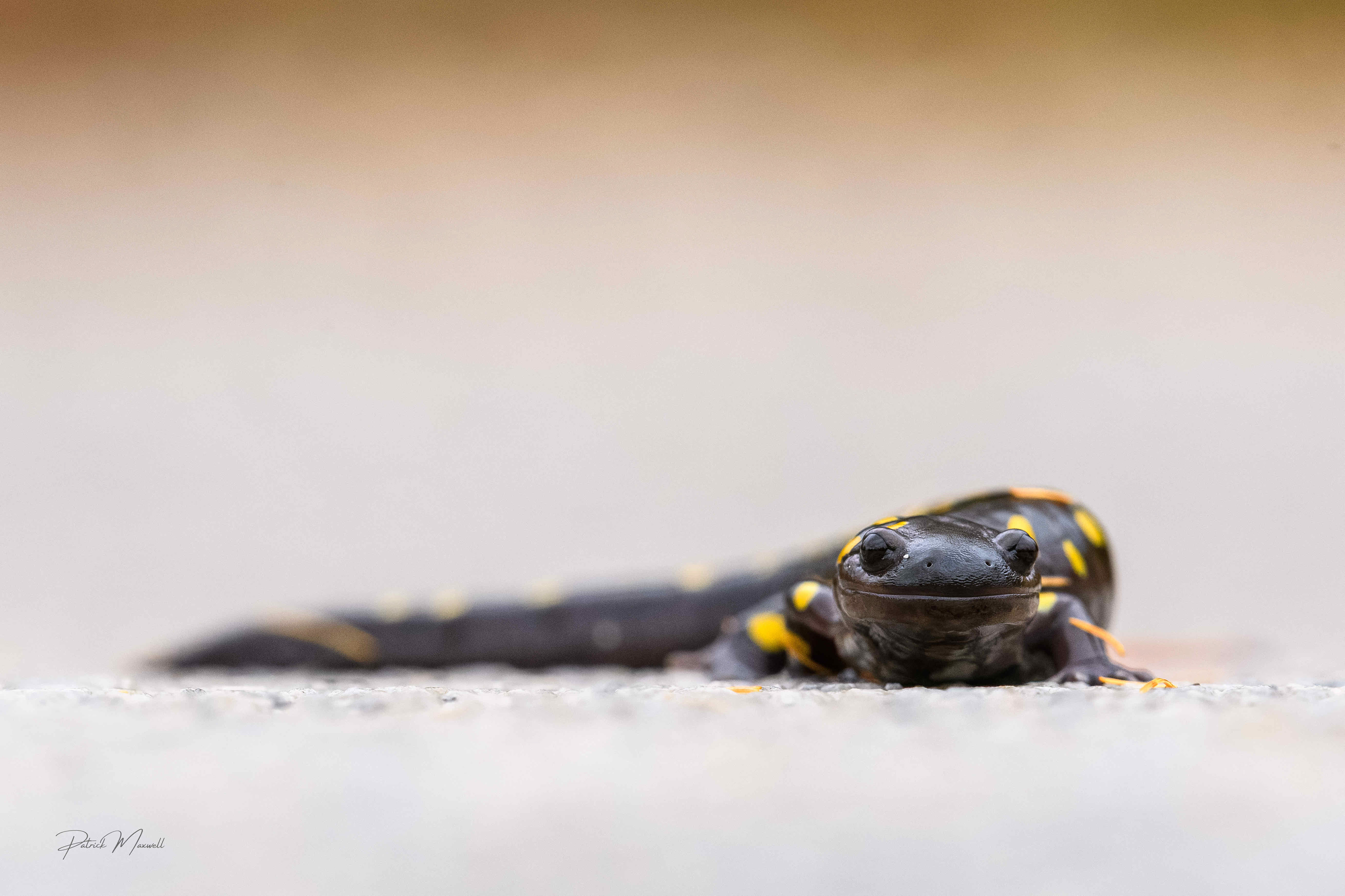 Spotted Salamander