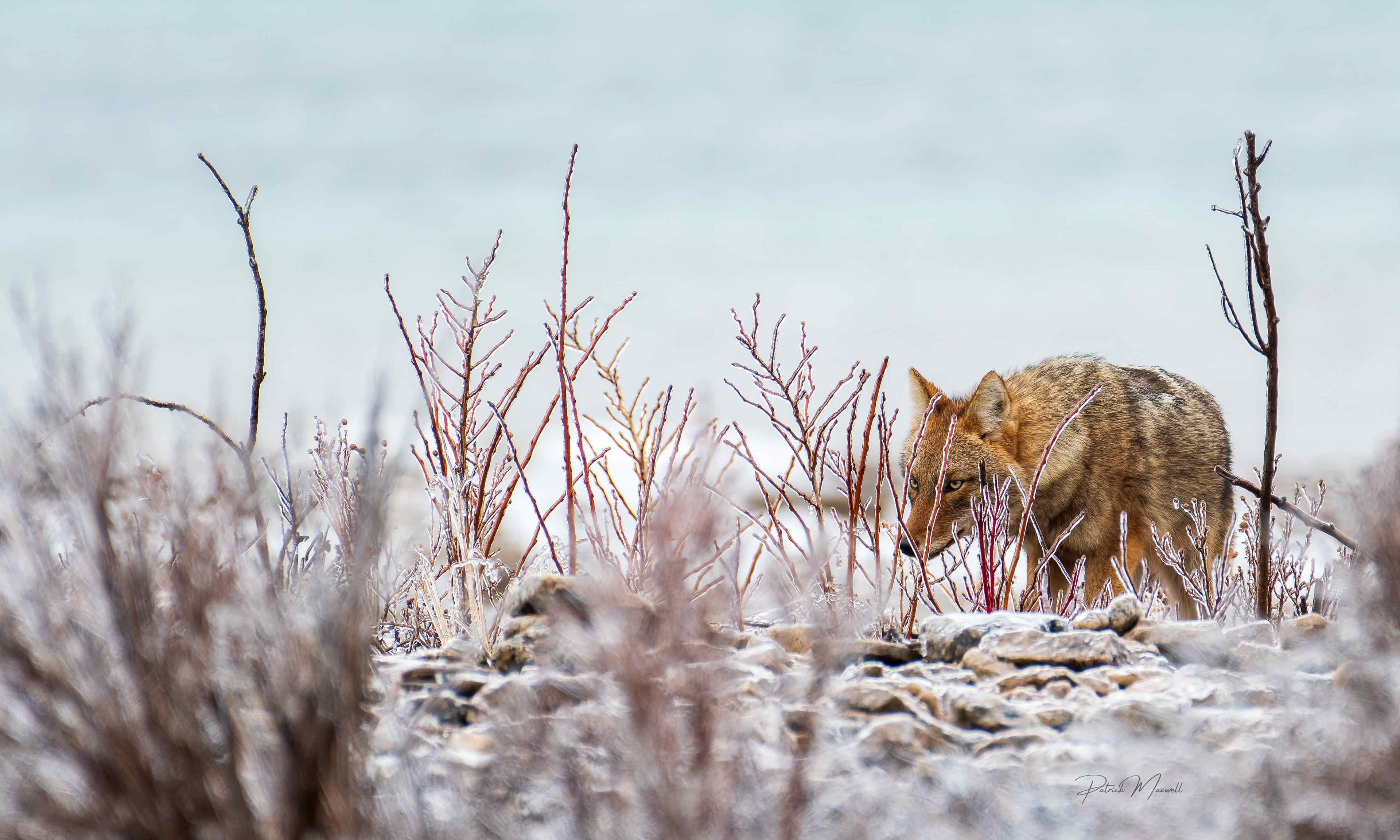 Eastern Coyote