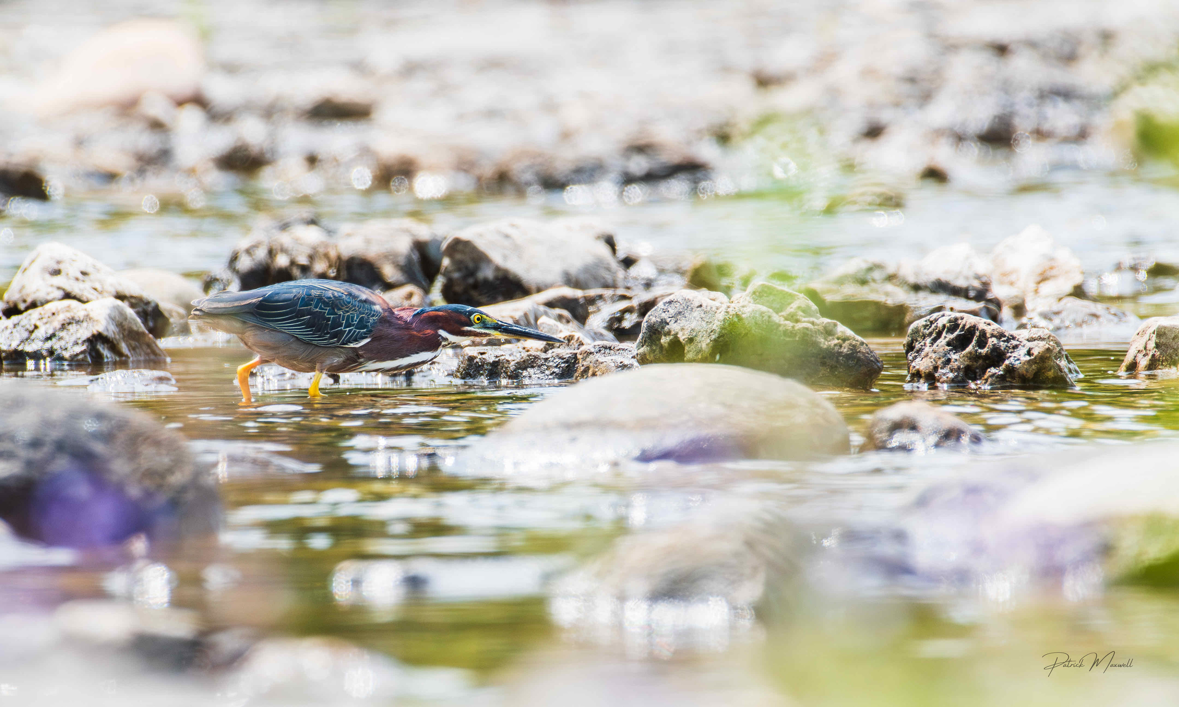 Green Heron