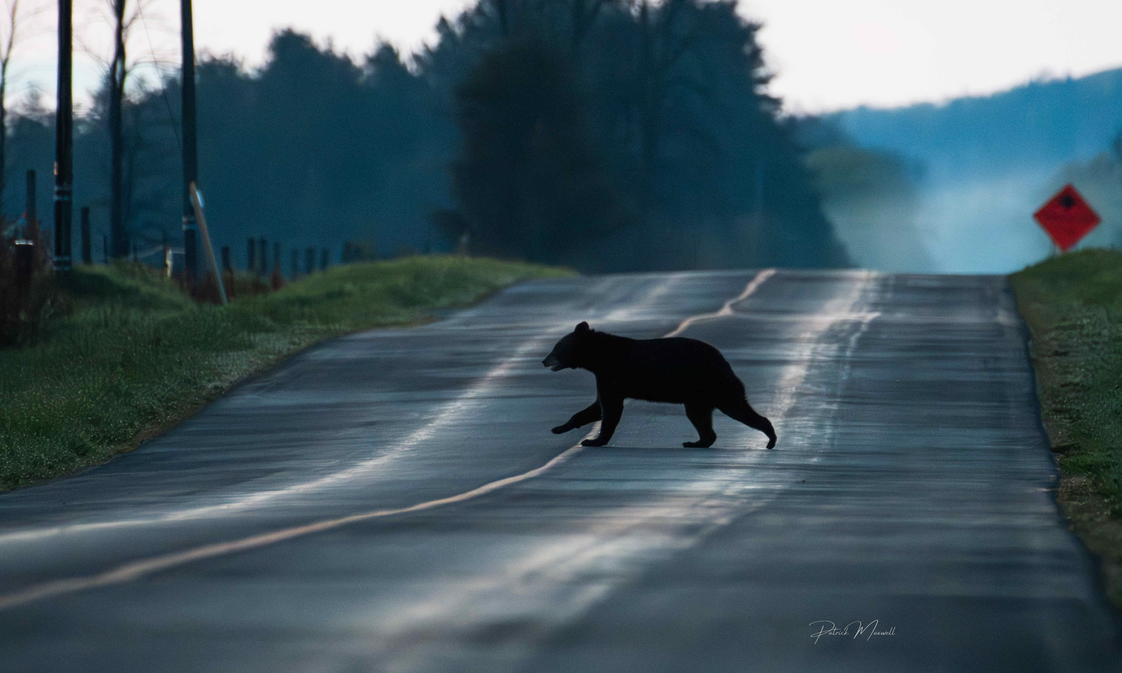 Black Bear