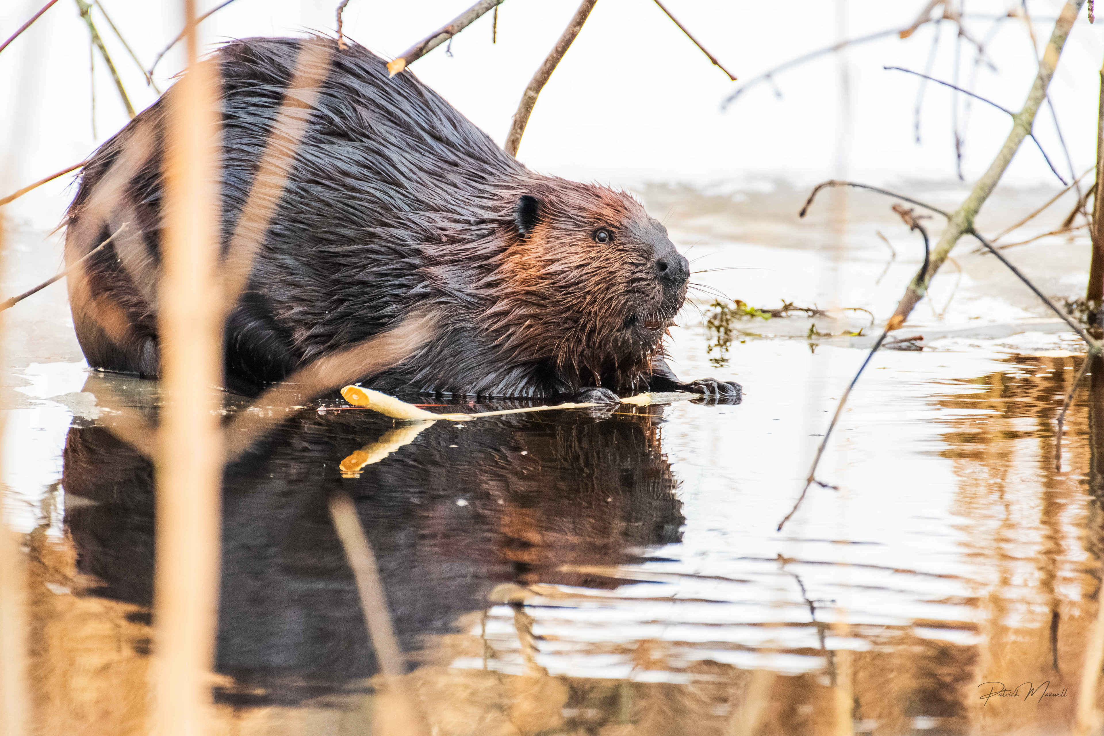 American Beaver
