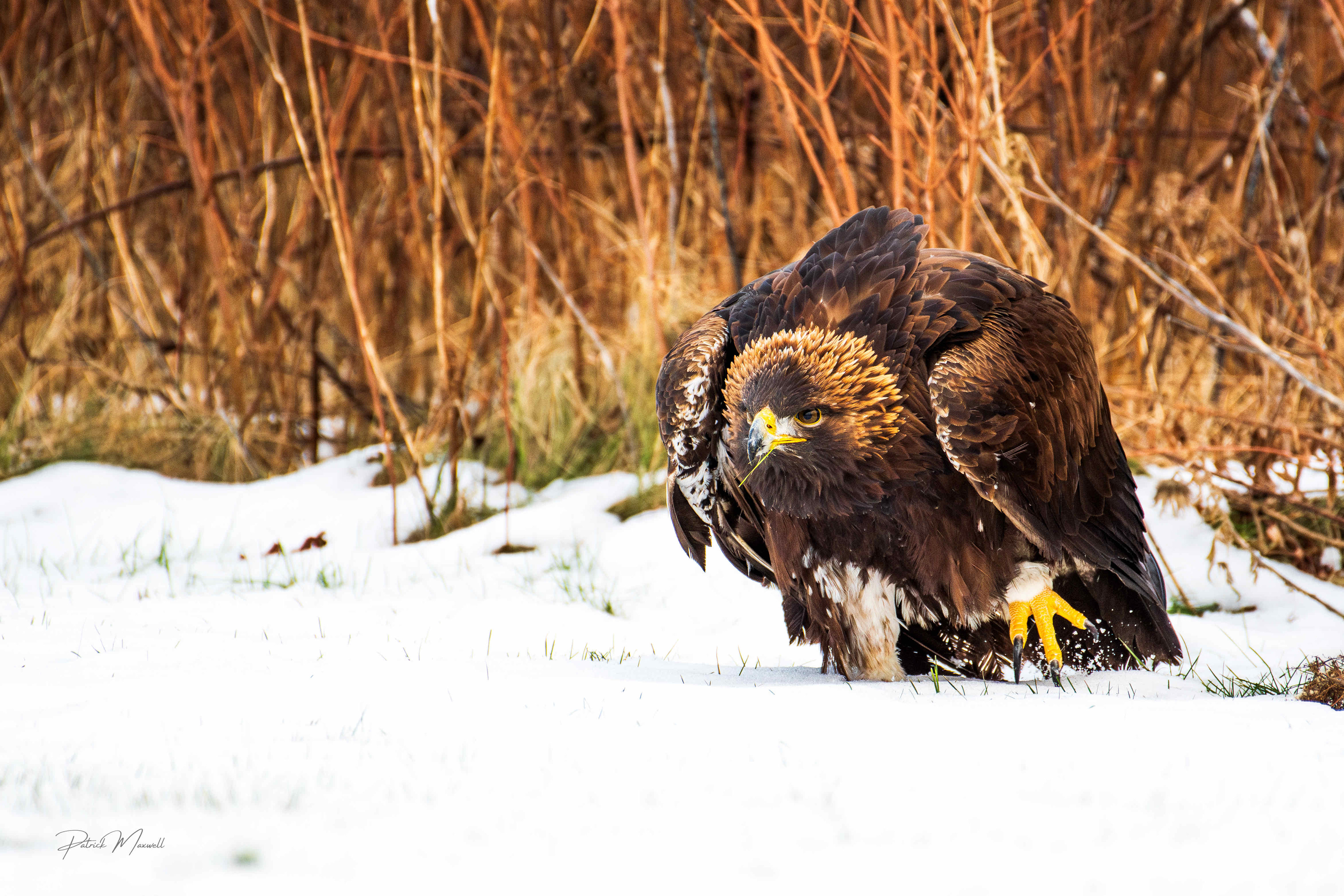 Golden Eagle