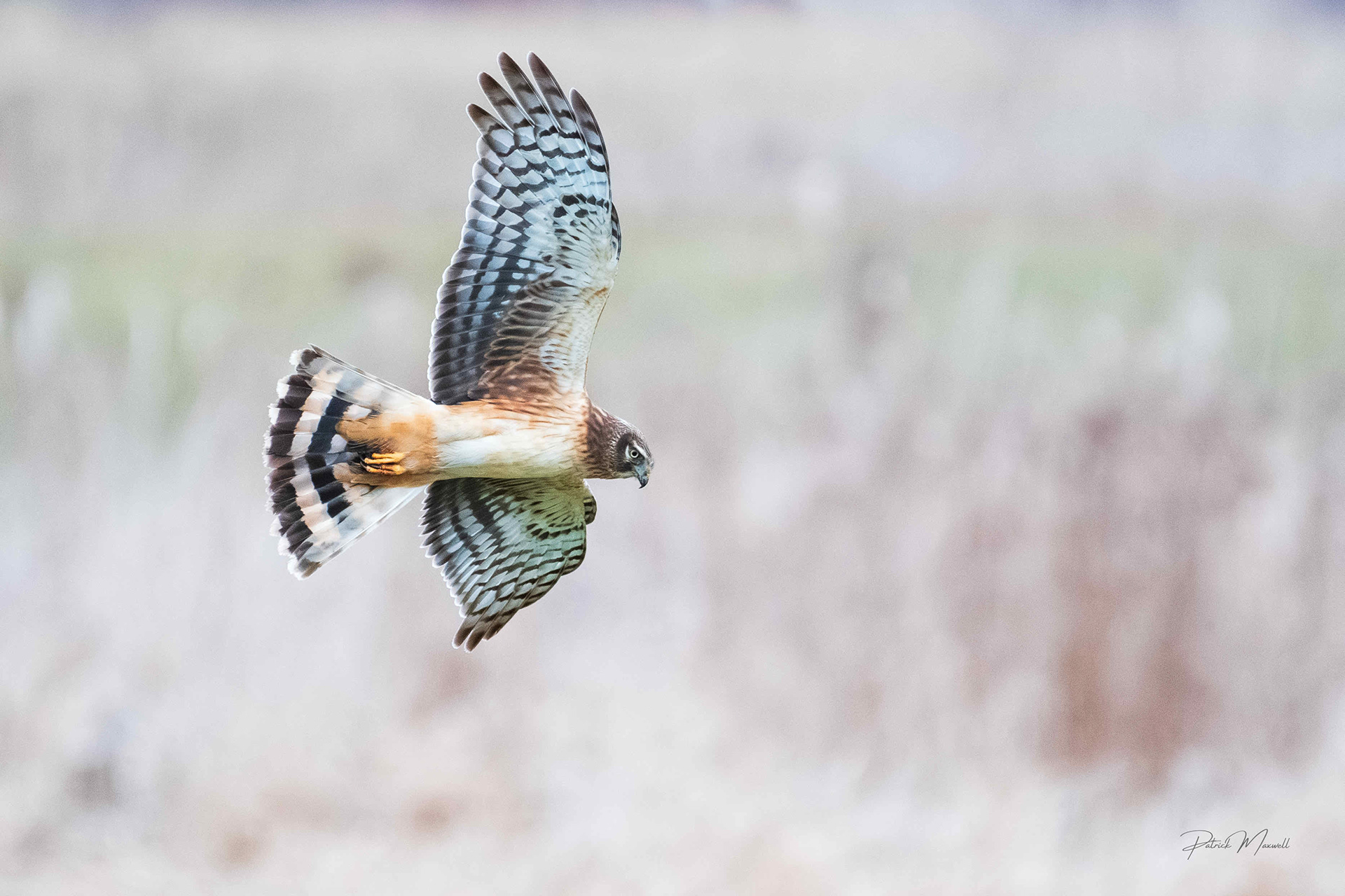Northern Harrier