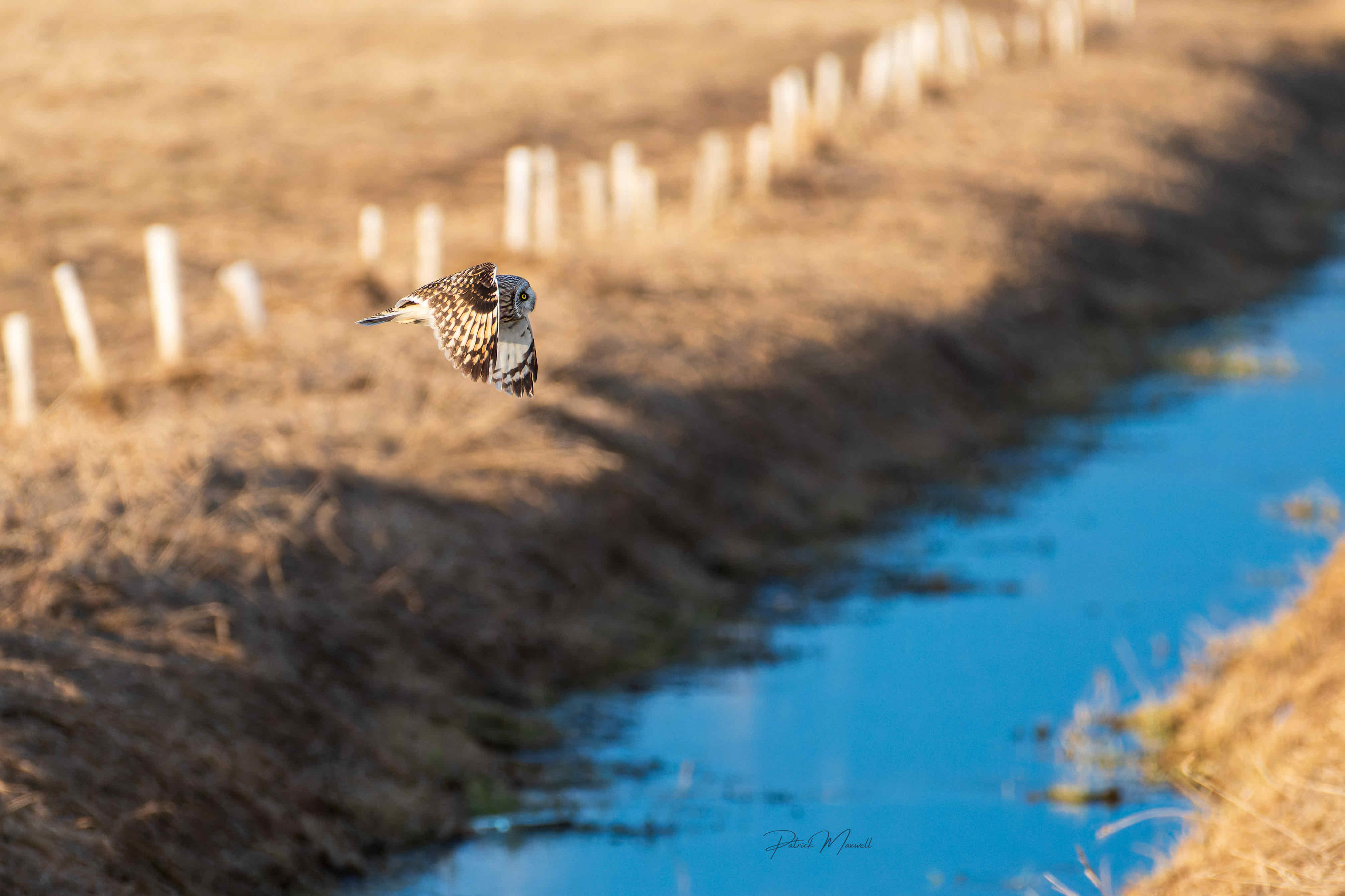 Short-eared Owl