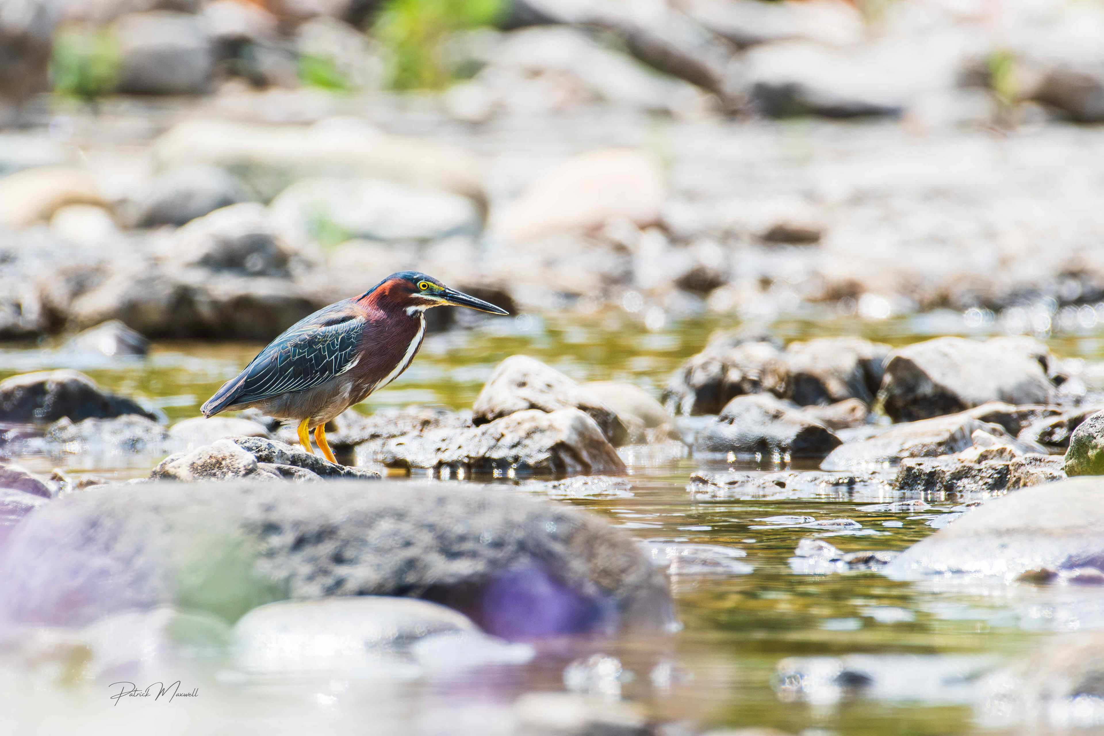 Green Heron