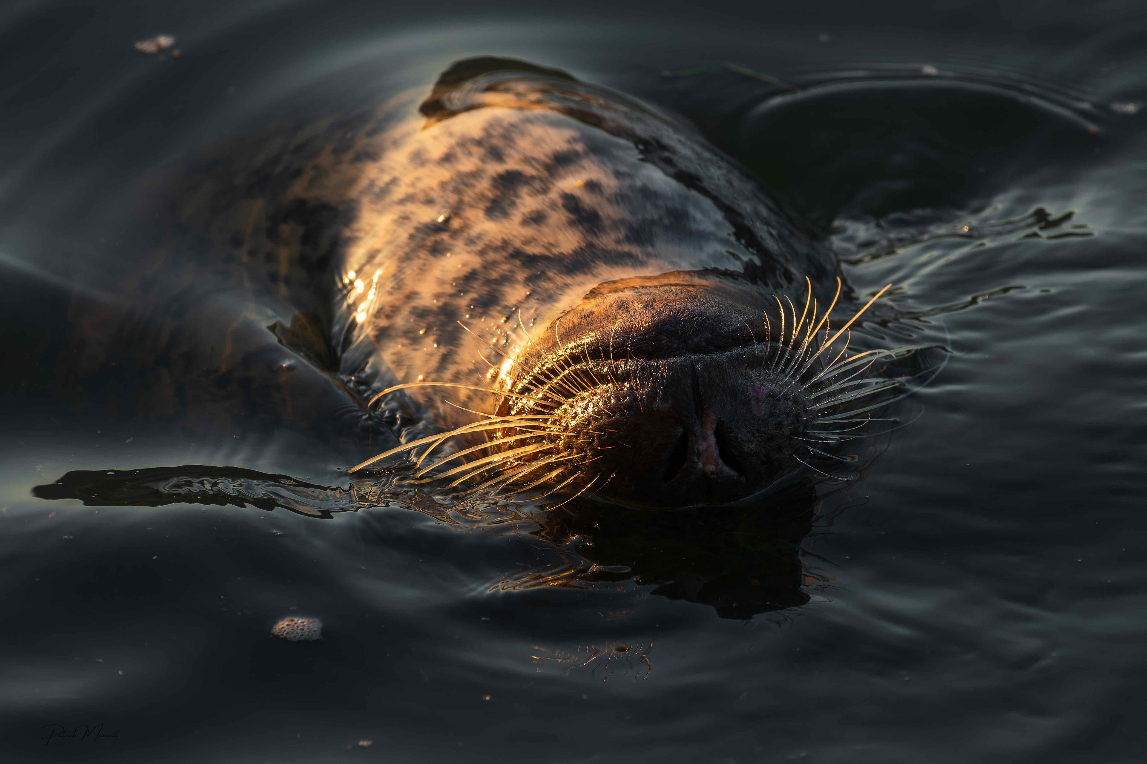 Harbour Seal
