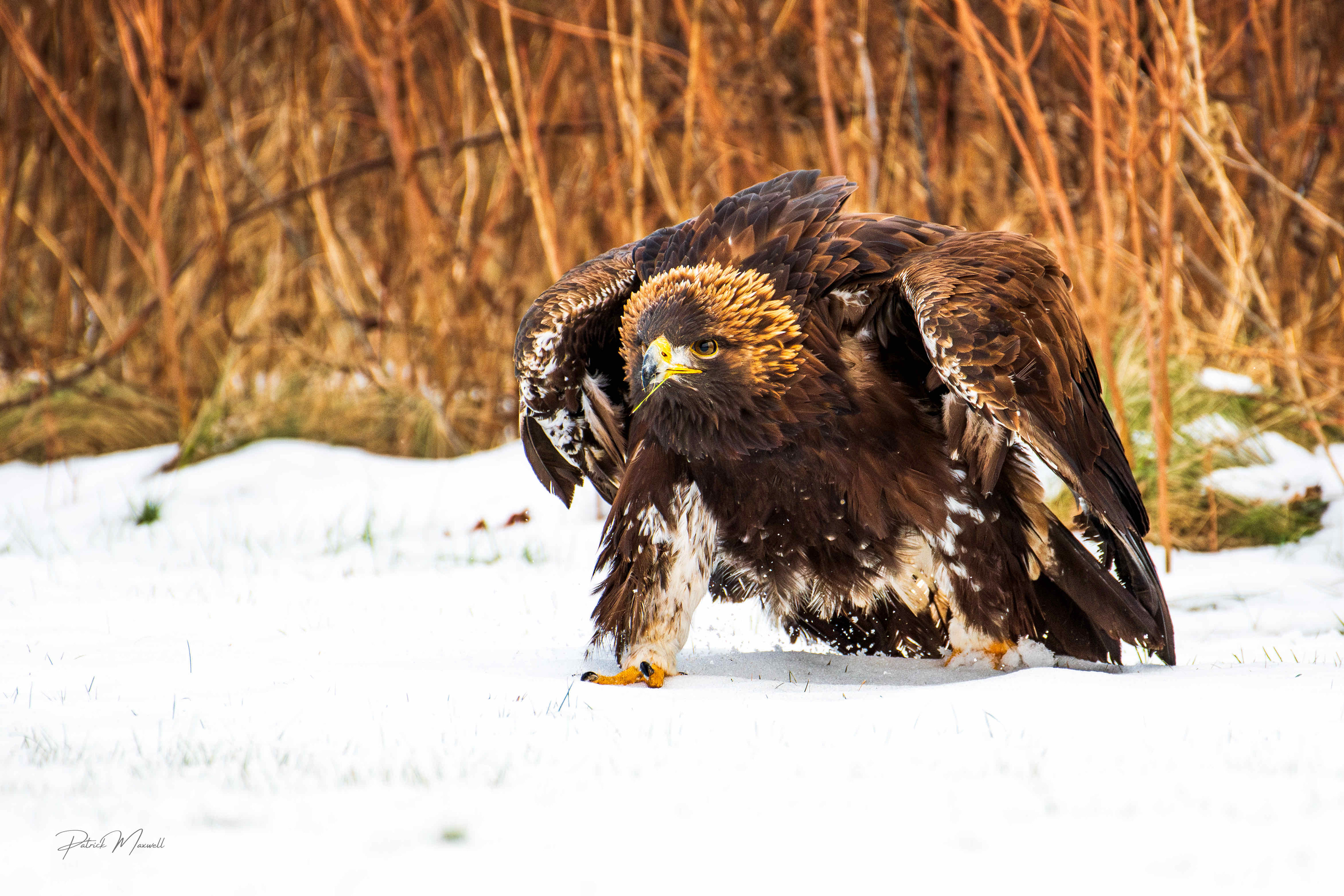 Golden Eagle