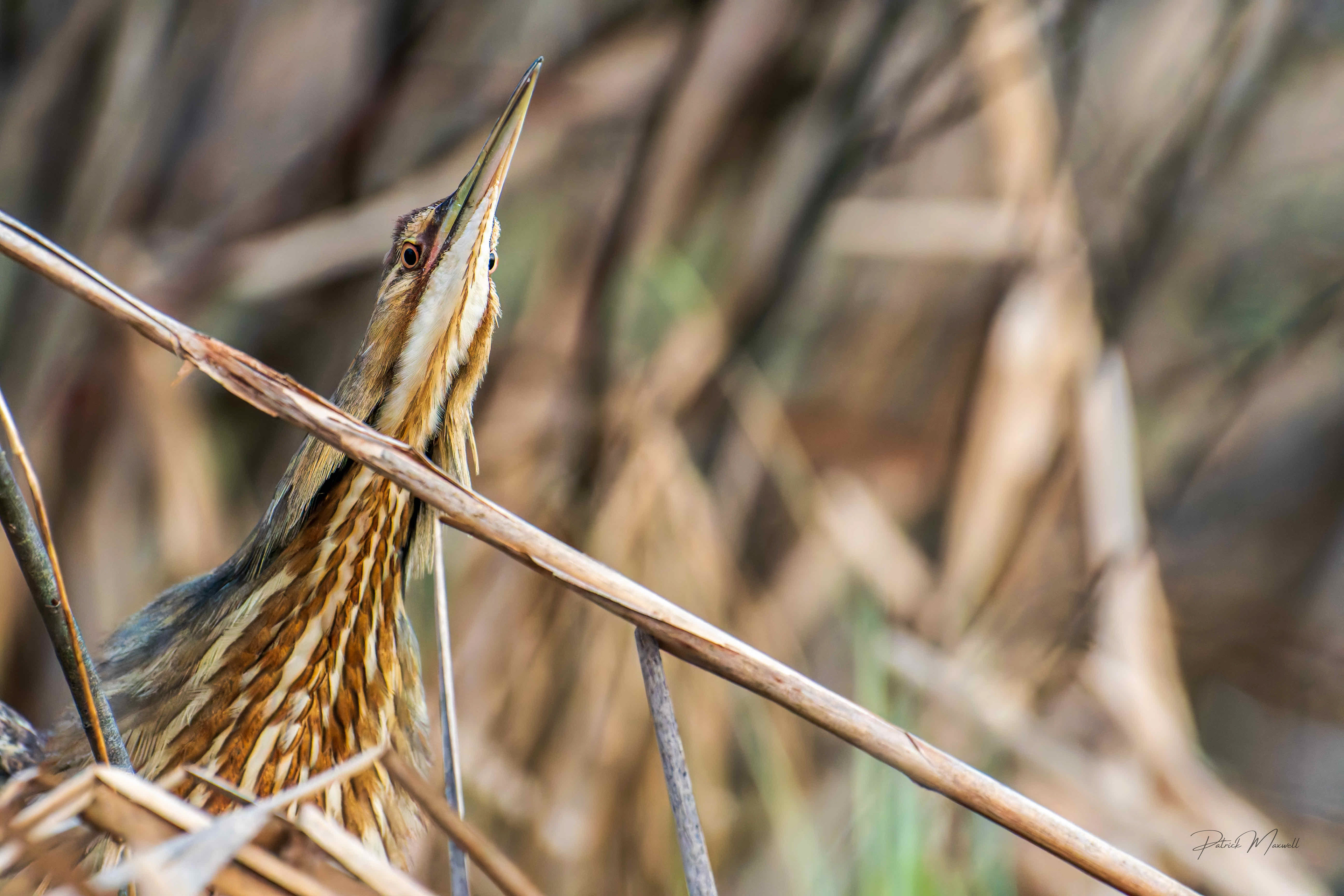 American Bittern