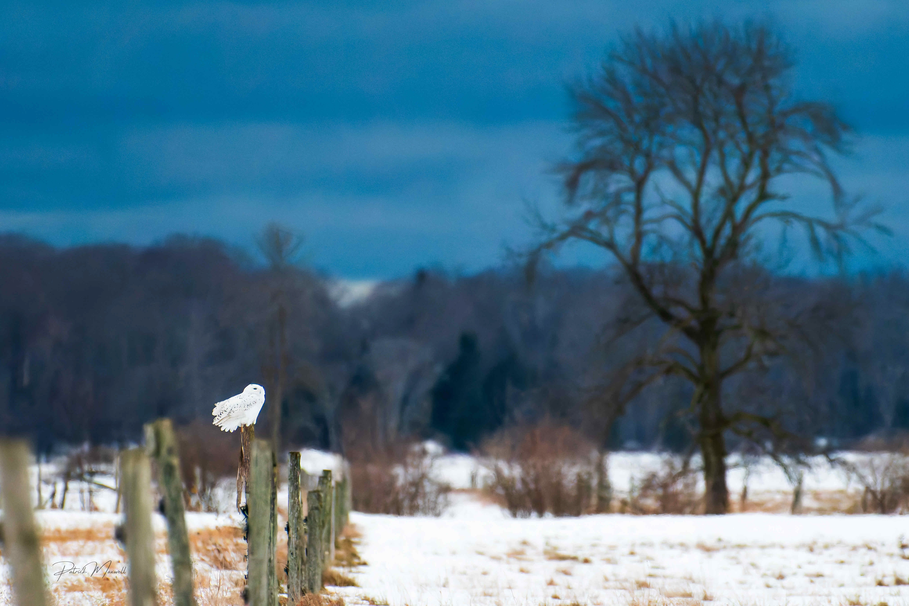 Snowy Owl