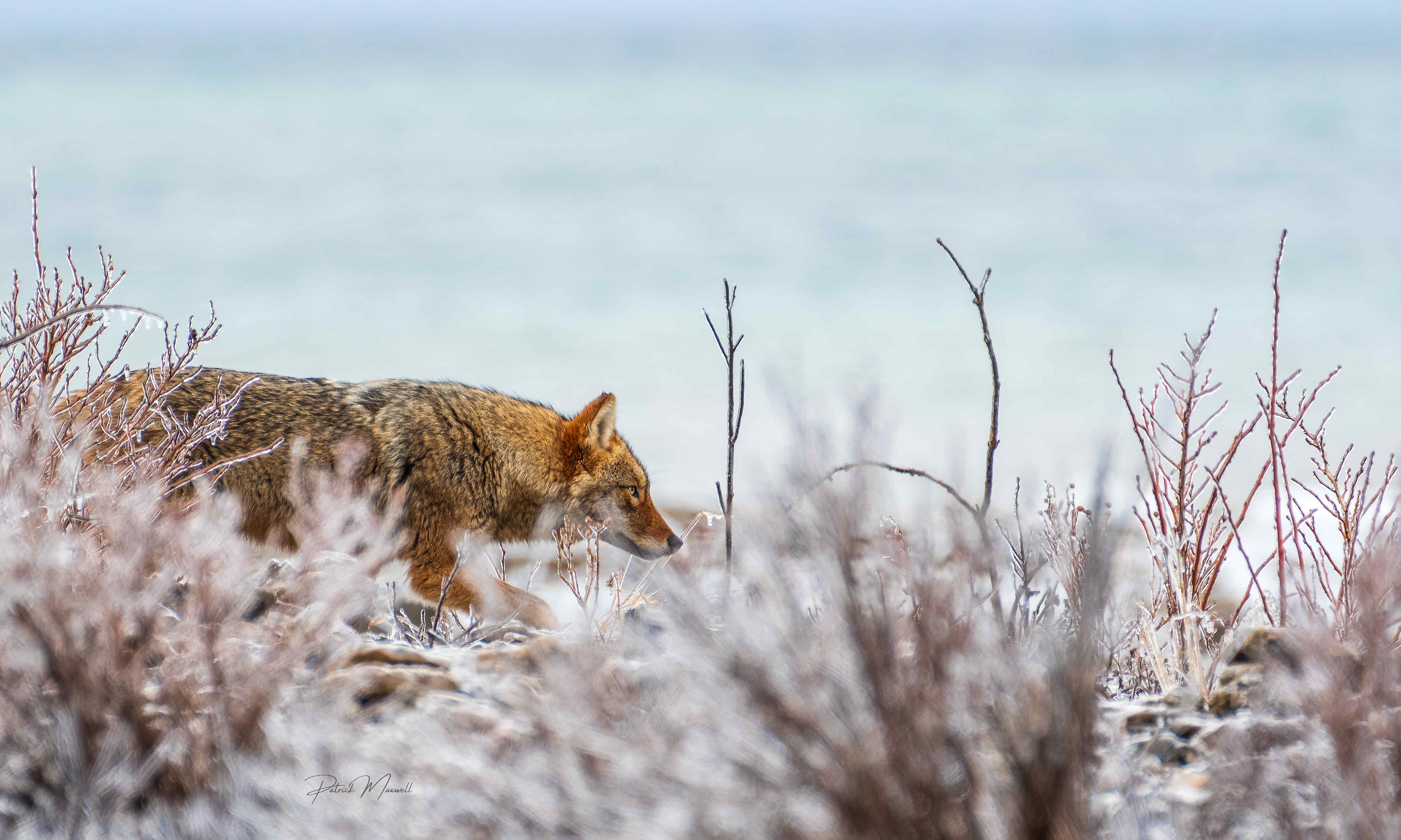 Eastern Coyote